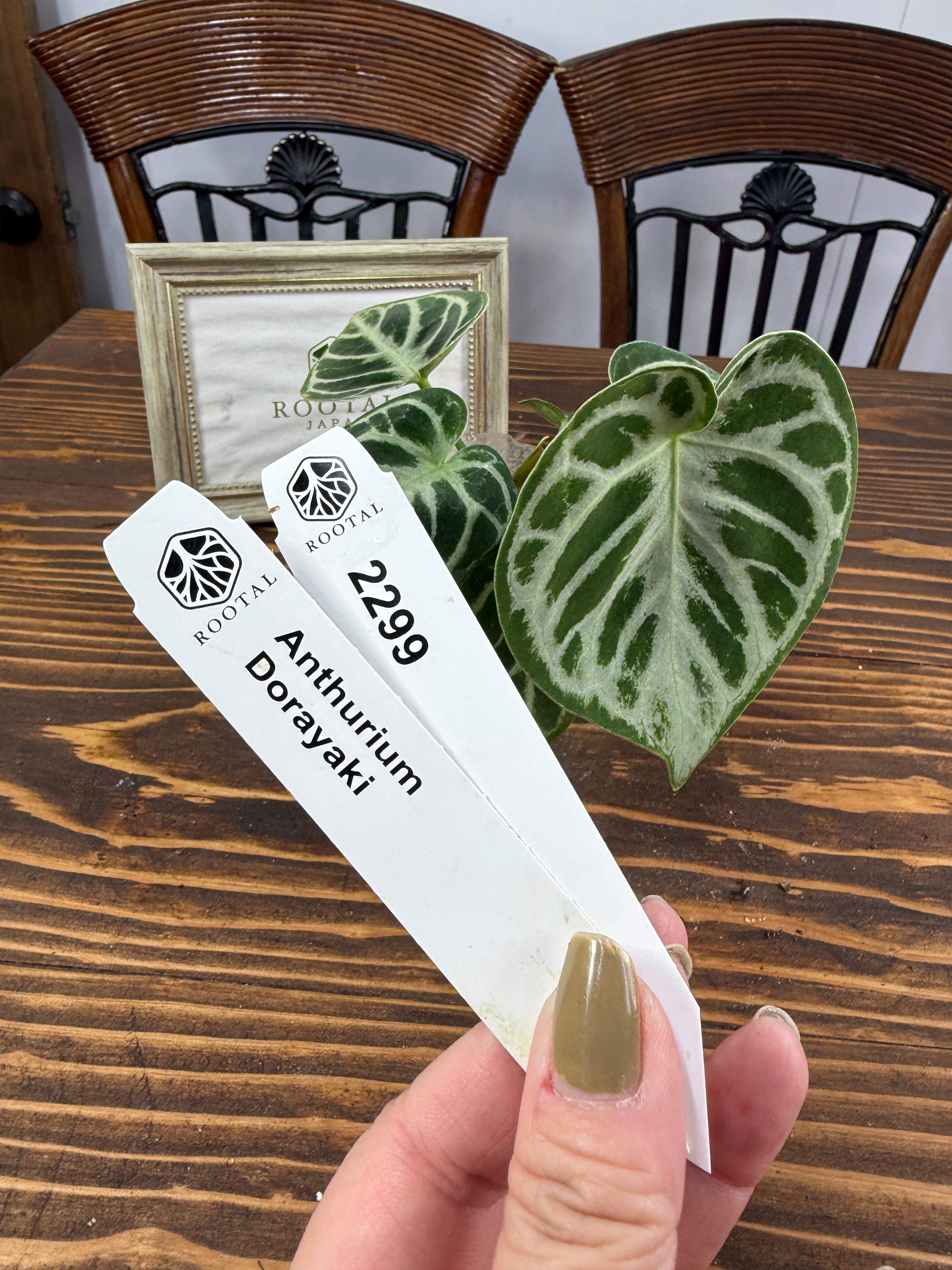 ★2299【みんな大好き】 アンスリウム ドラヤキ(75㎜ポット)