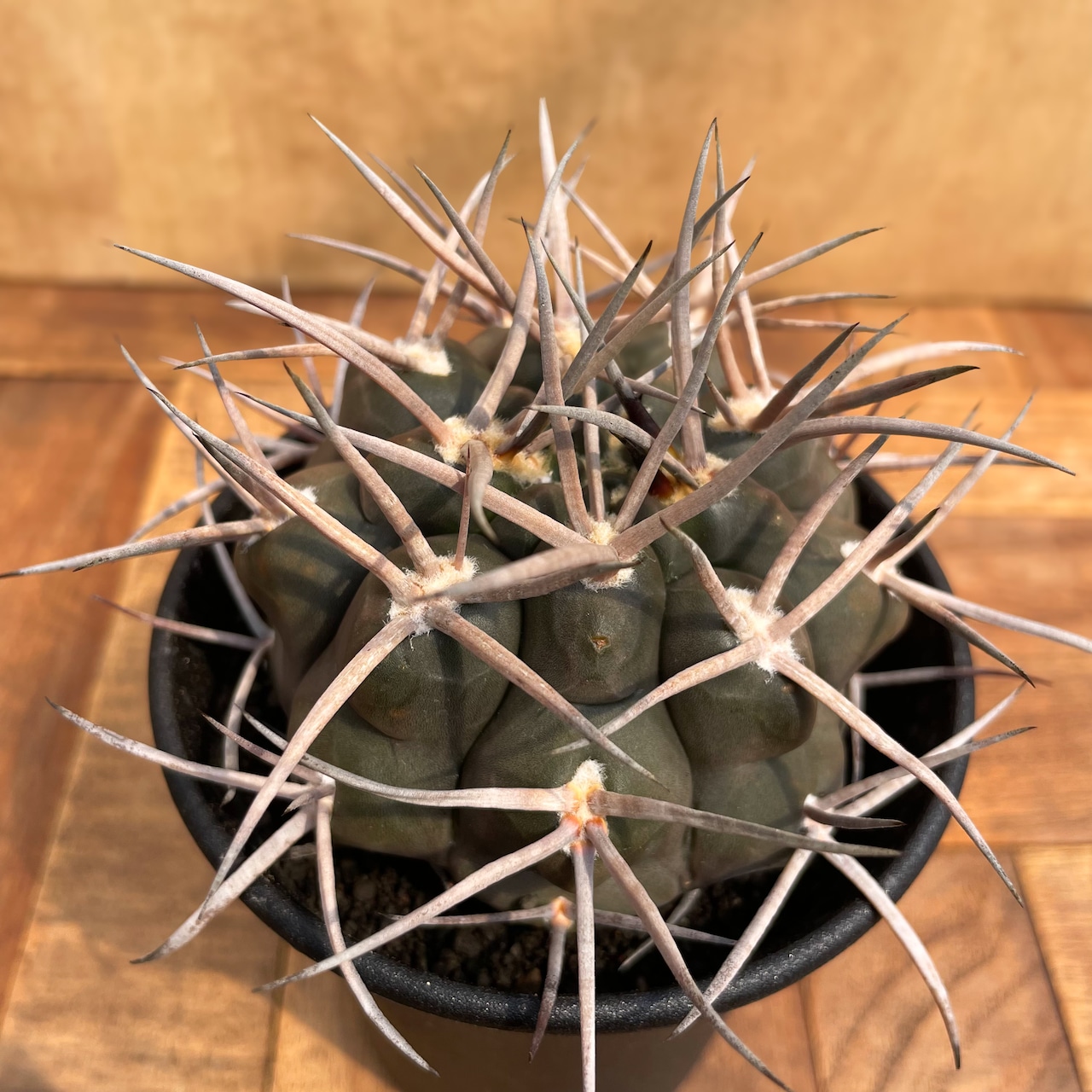 Gymnocalycium mazanense【ギムノカリキウム・守金魔天竜・実生】