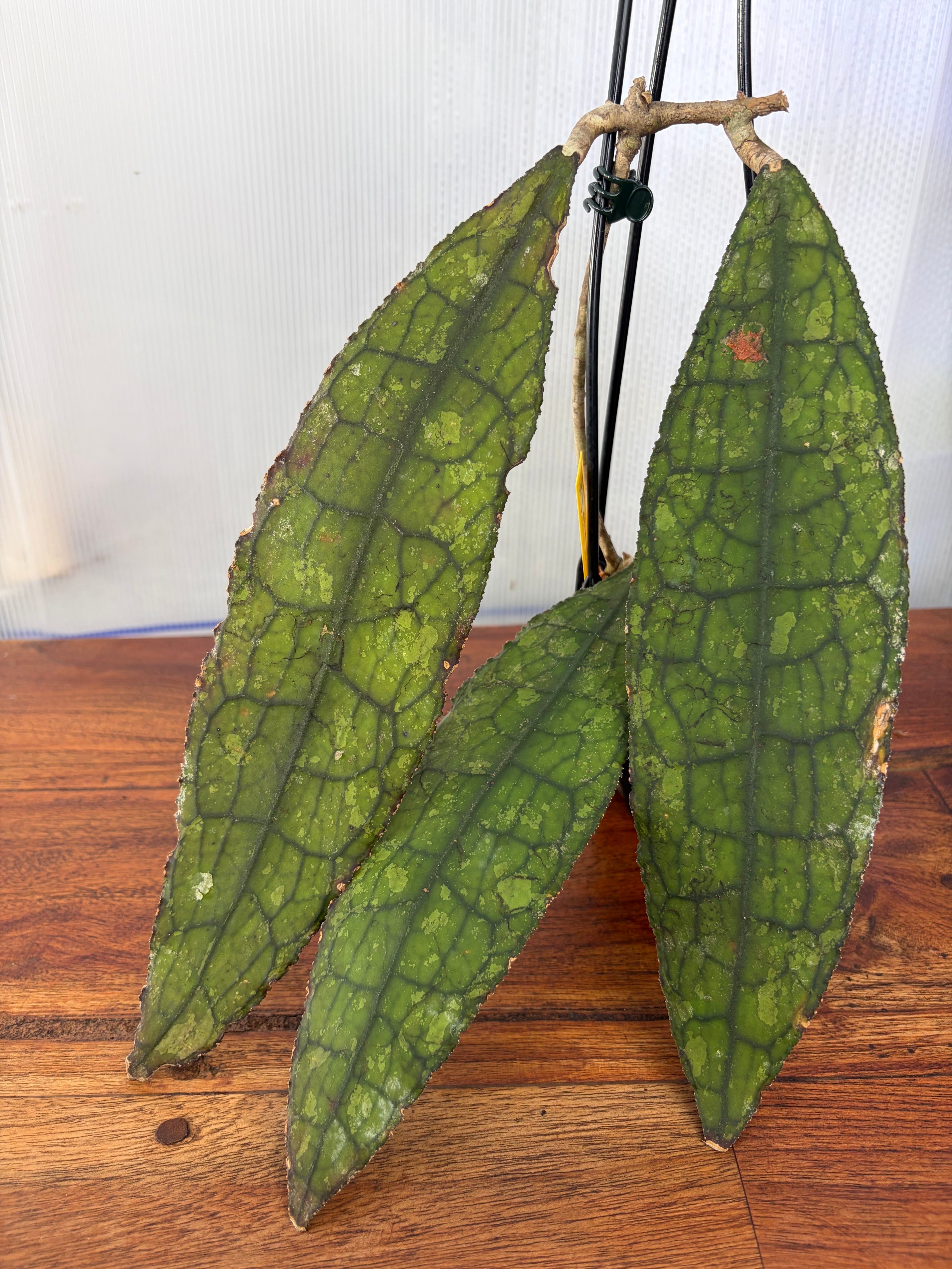 Hoya | BALI-AN 園芸