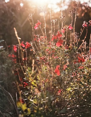 残間奈津子(写真)エルサレムセージ (西日・大四つサイズ ⑬)