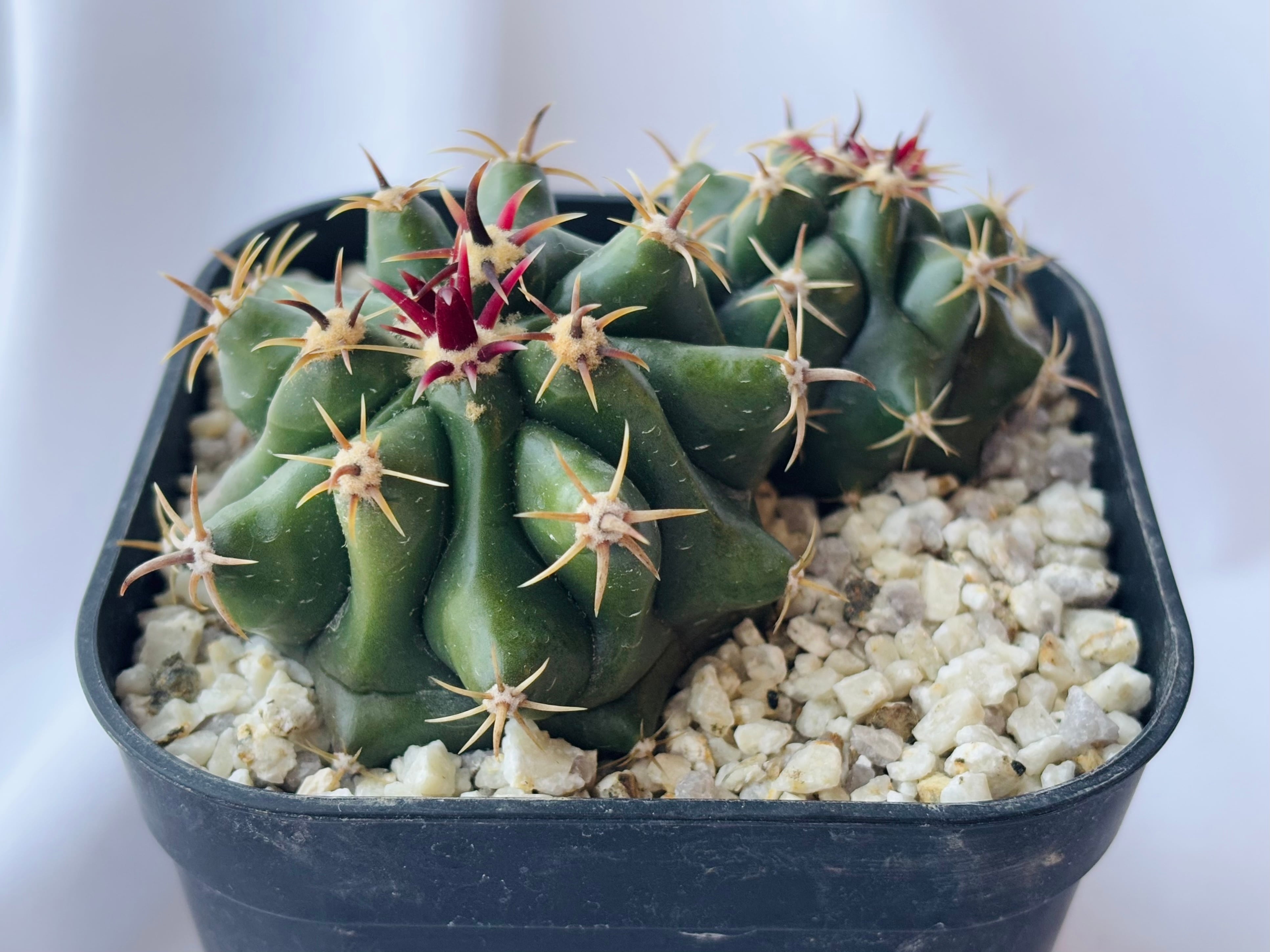 Ferocactus herreae horridus フェロカクタス 短刺巨鷲玉 サボテン