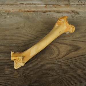 イノシシの大腿骨