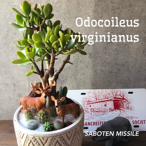 Odocoileus virginianus オジロジカ