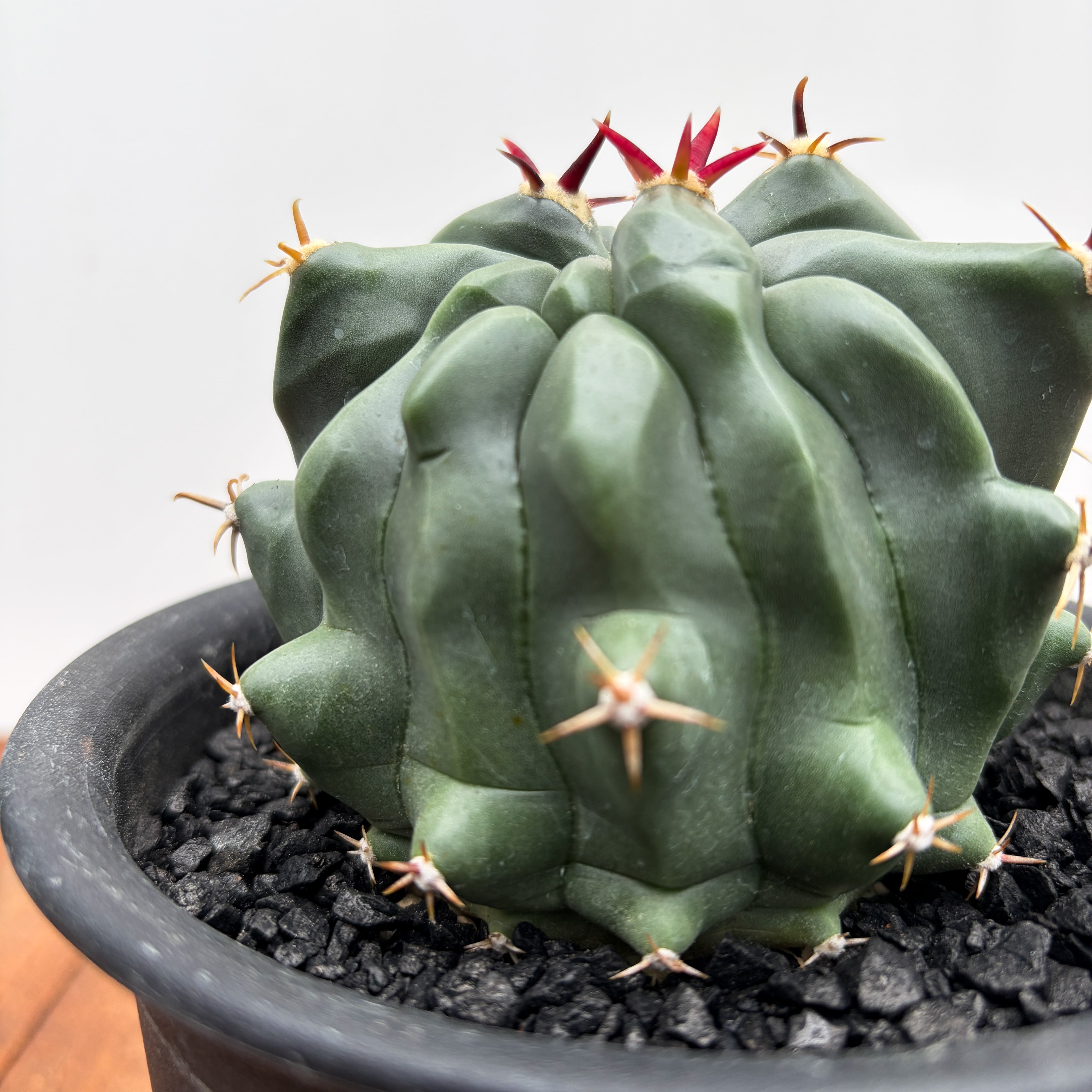 Ferocactus horridus【フェロカクタス・短棘巨鷲玉】 | RIMO'S GREEN