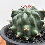 Ferocactus horridus【フェロカクタス・短棘巨鷲玉】