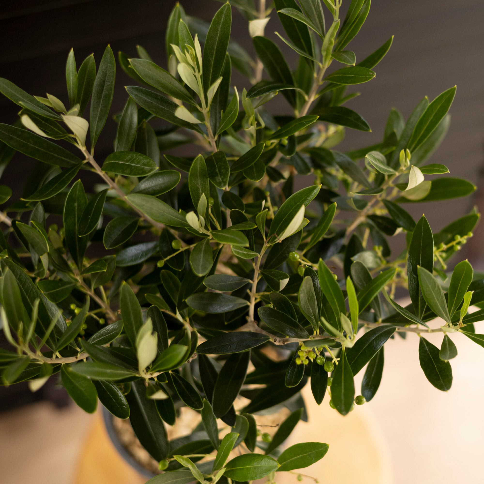 Olive オリーブの木 Cipressino チプレシーノ 樹脂鉢 オリーブ