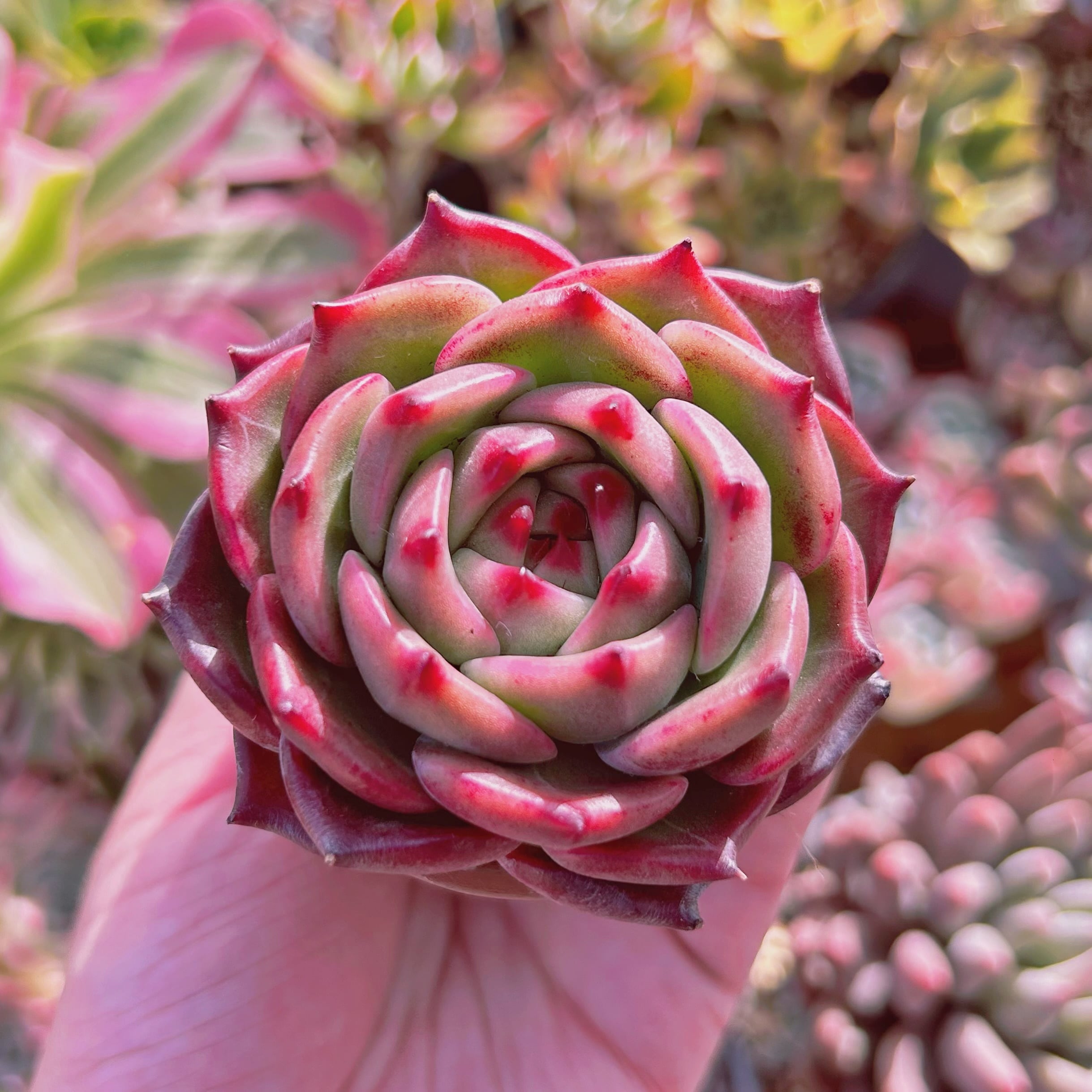 多肉植物　新品種　Echeveria  ホワイトドラゴン