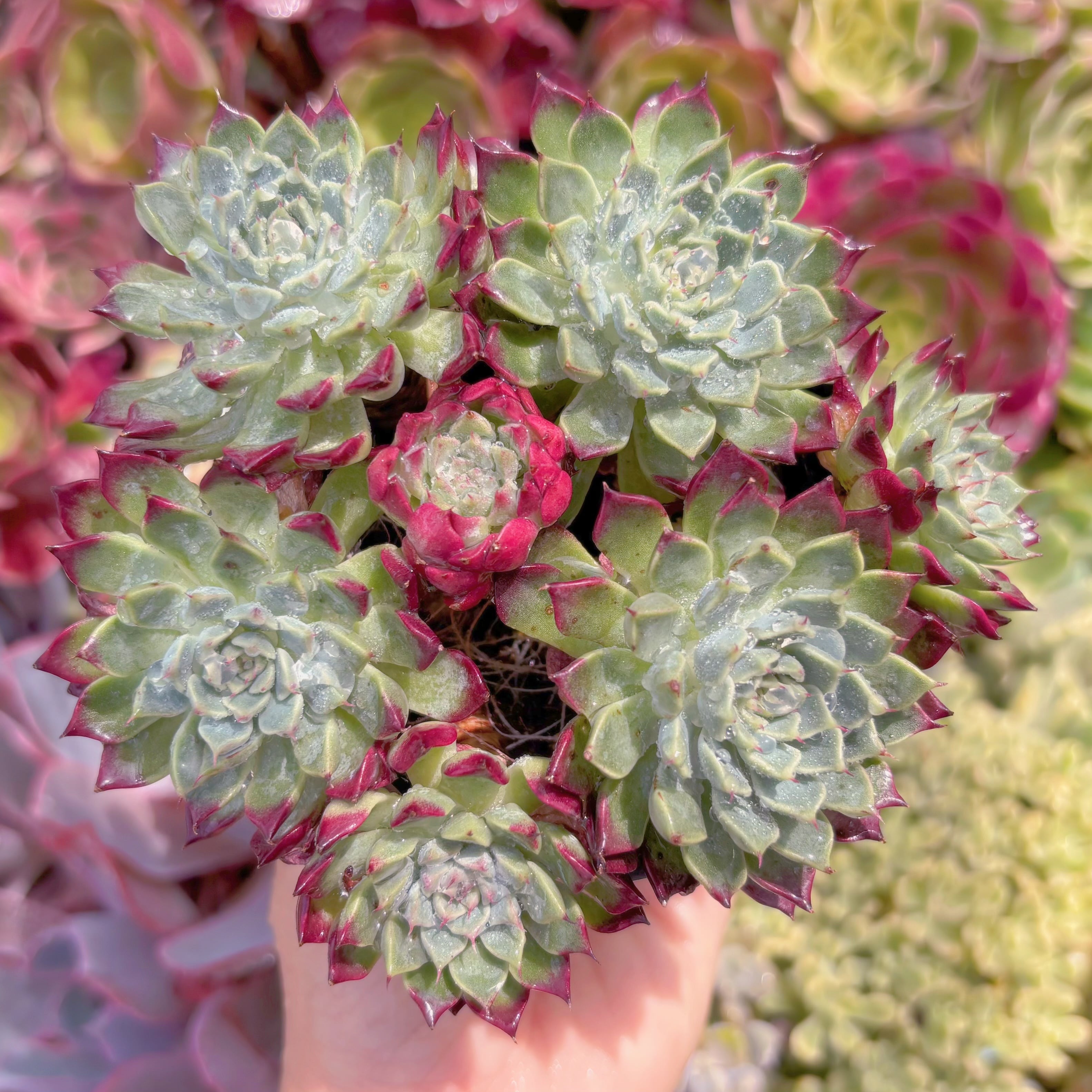 現品　 Ready stock Echeveria#F072　るる農園
