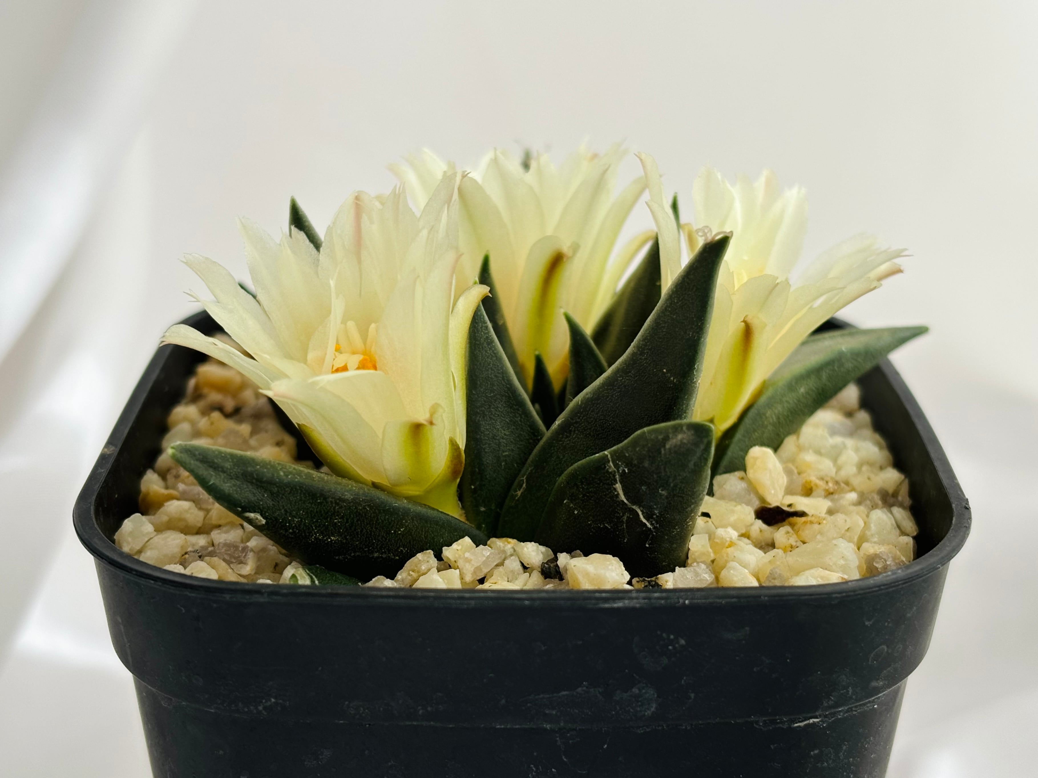Ariocarpus trigonus アリオカルプス 三角牡丹 サボテン | plants MARU