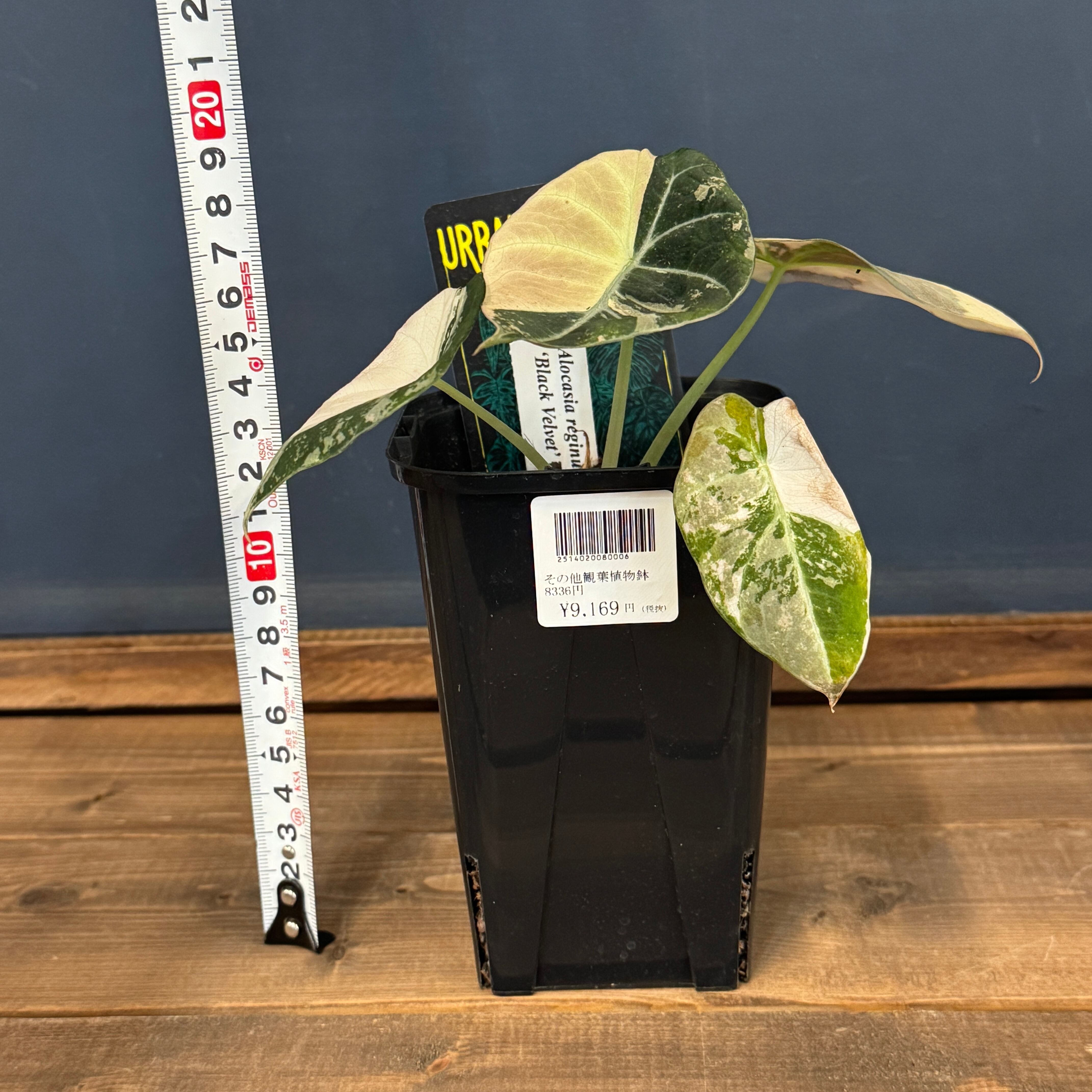 アロカシア ブラックベルベット 斑入り【088】 | PROTOLEAF プロトリーフ