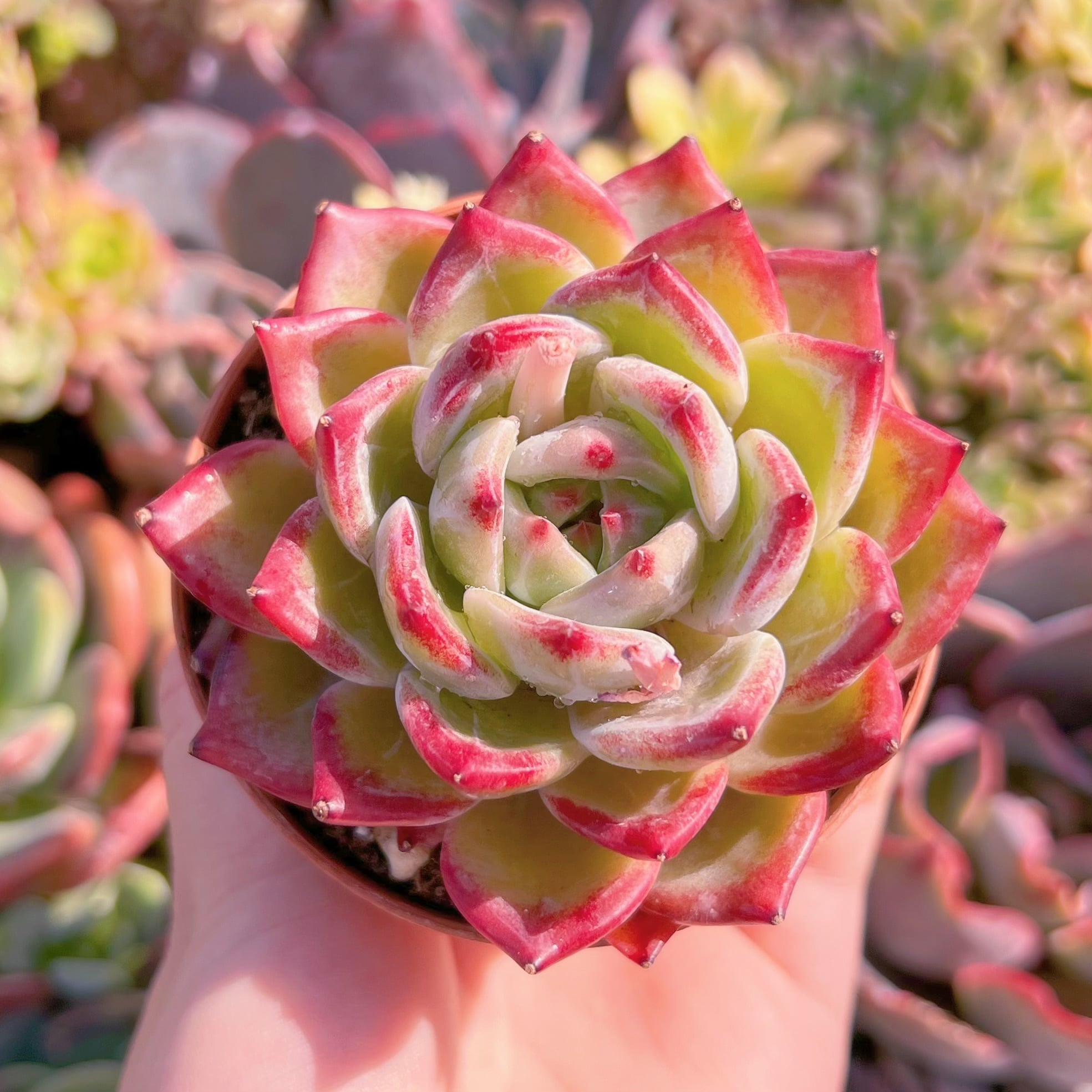 現品　シャンペーンxルビン#1008　るる農園