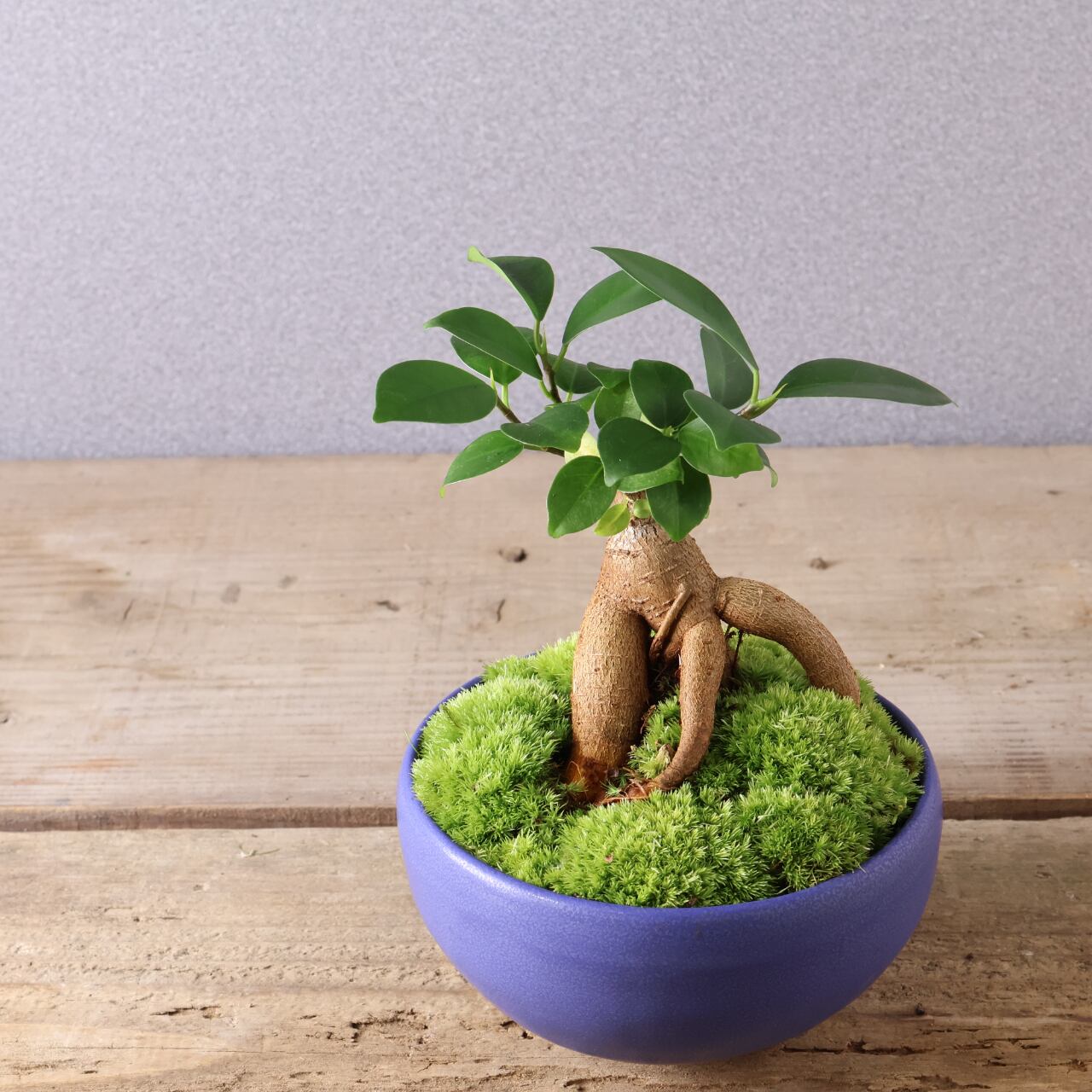 ガジュマル盆栽　夜光貝植え ガジュマル盆栽 夜光貝植え フラワー・ガーデニング 苗木・植木 常緑樹