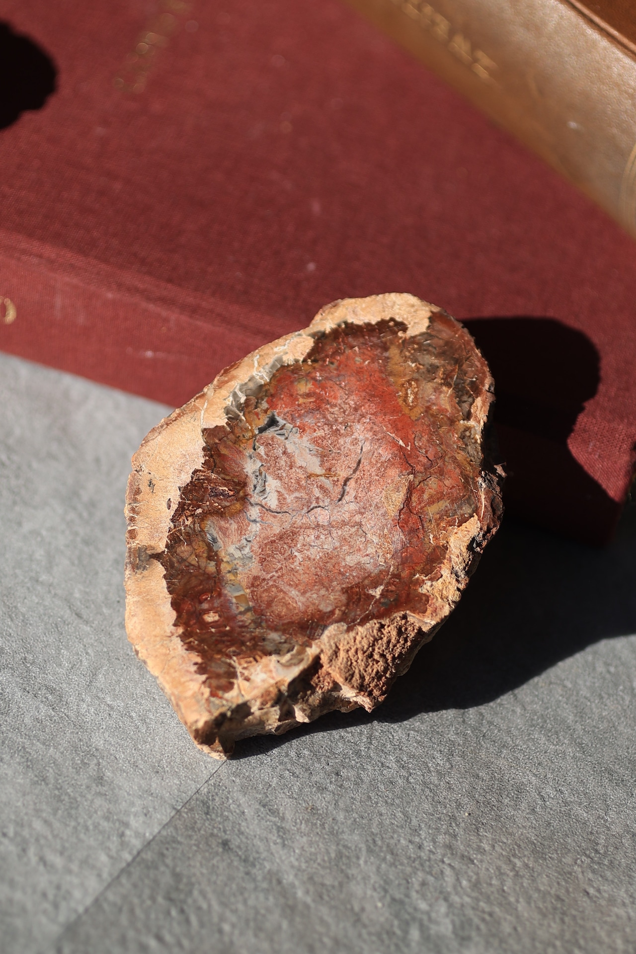 ペトリファイドウッド プレート |  Petrified Wood Plate ◇ 天然石・鉱物・パワーストーン | st00409