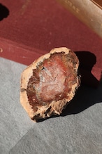 ペトリファイドウッド プレート |  Petrified Wood Plate ◇ 天然石・鉱物・パワーストーン | st00409