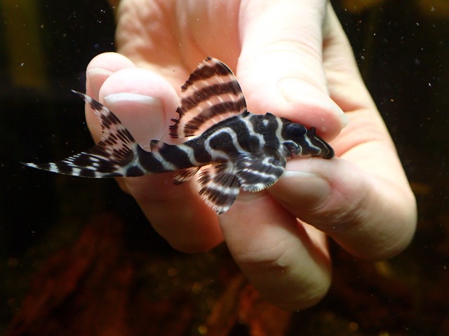 キングロイヤルペコルティア　個体販売　０７