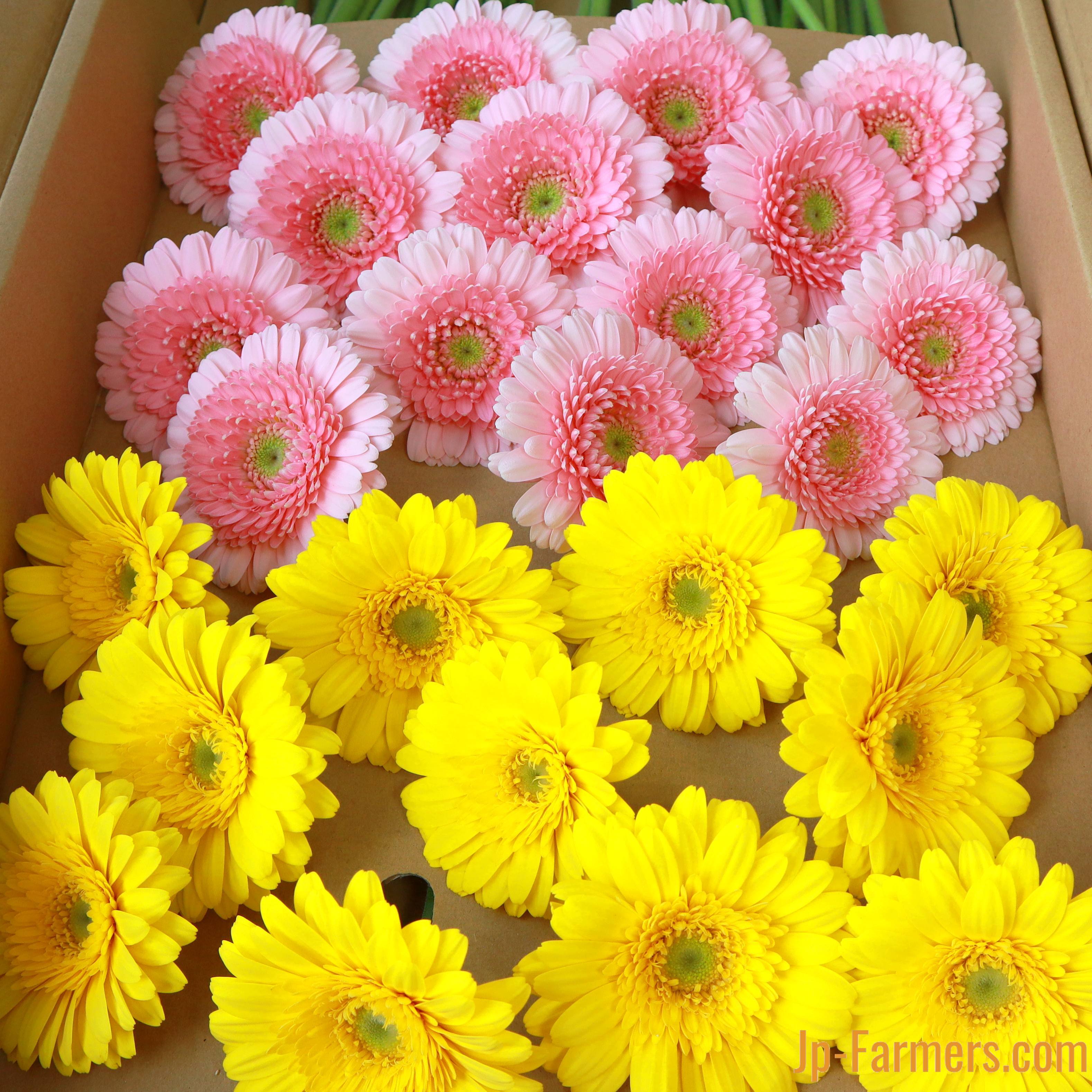 みずの国 和歌山県 紀南白浜のガーベラ100本 | 新鮮お花問屋 Jp