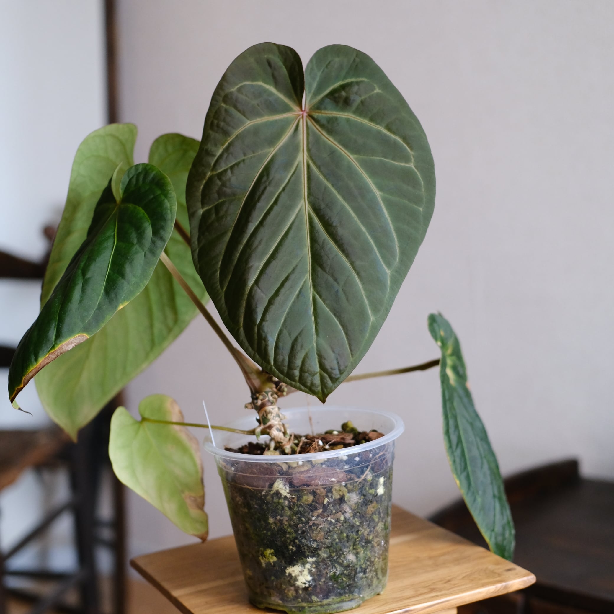 アンスリウム / Anthurium | tokyoplants / 観葉植物専門店