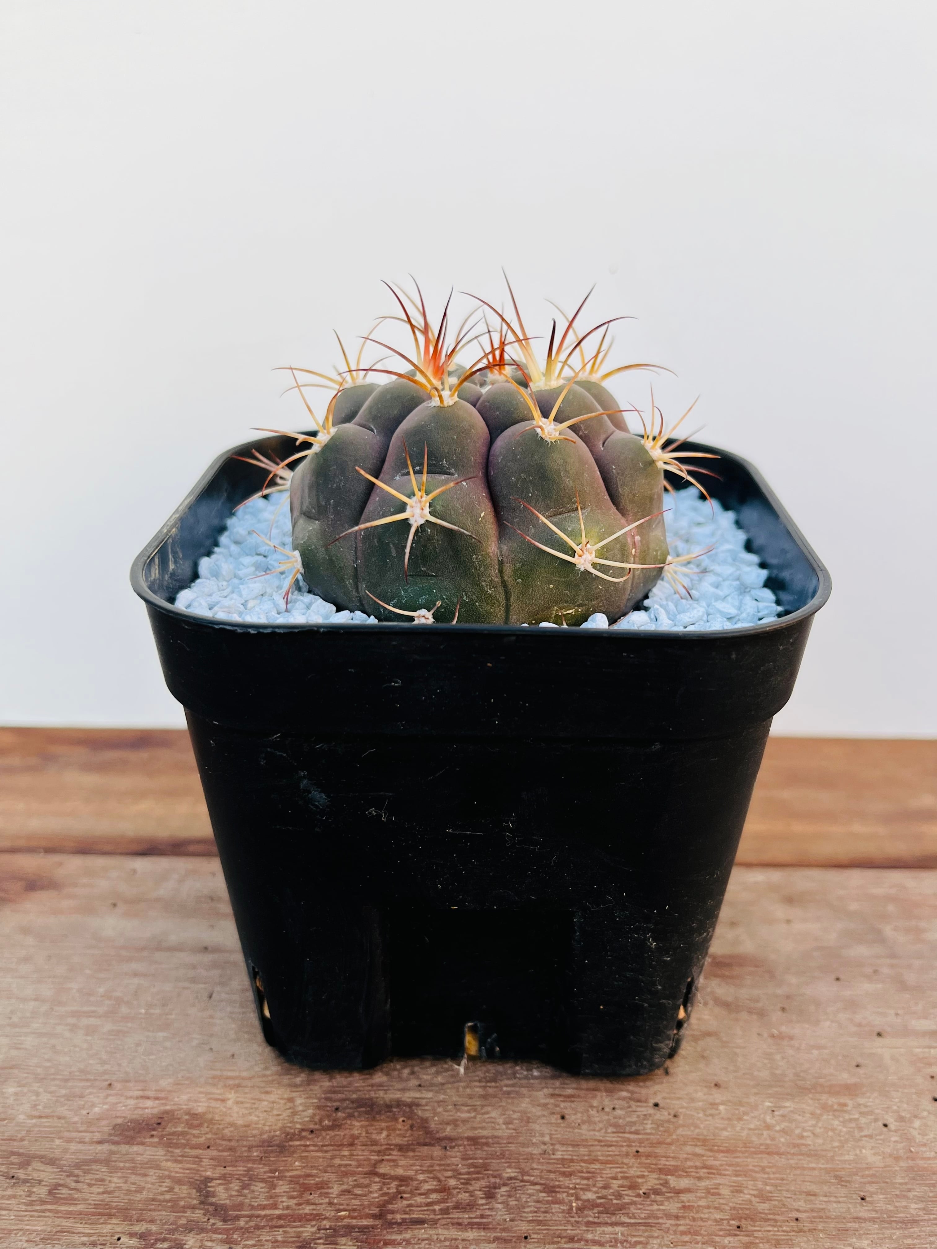 Gymnocalycium pflanzii v. albipulpa ギムノカリキュウム 尾形丸