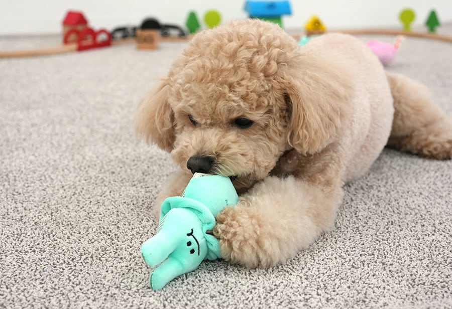 rabbit toy / ペット 犬 おもちゃ 噛む 音が鳴る 知育玩具 鳴き笛入り 可愛い わんちゃん おもちゃ ストレス解消 韓国 ペット用品 toy17