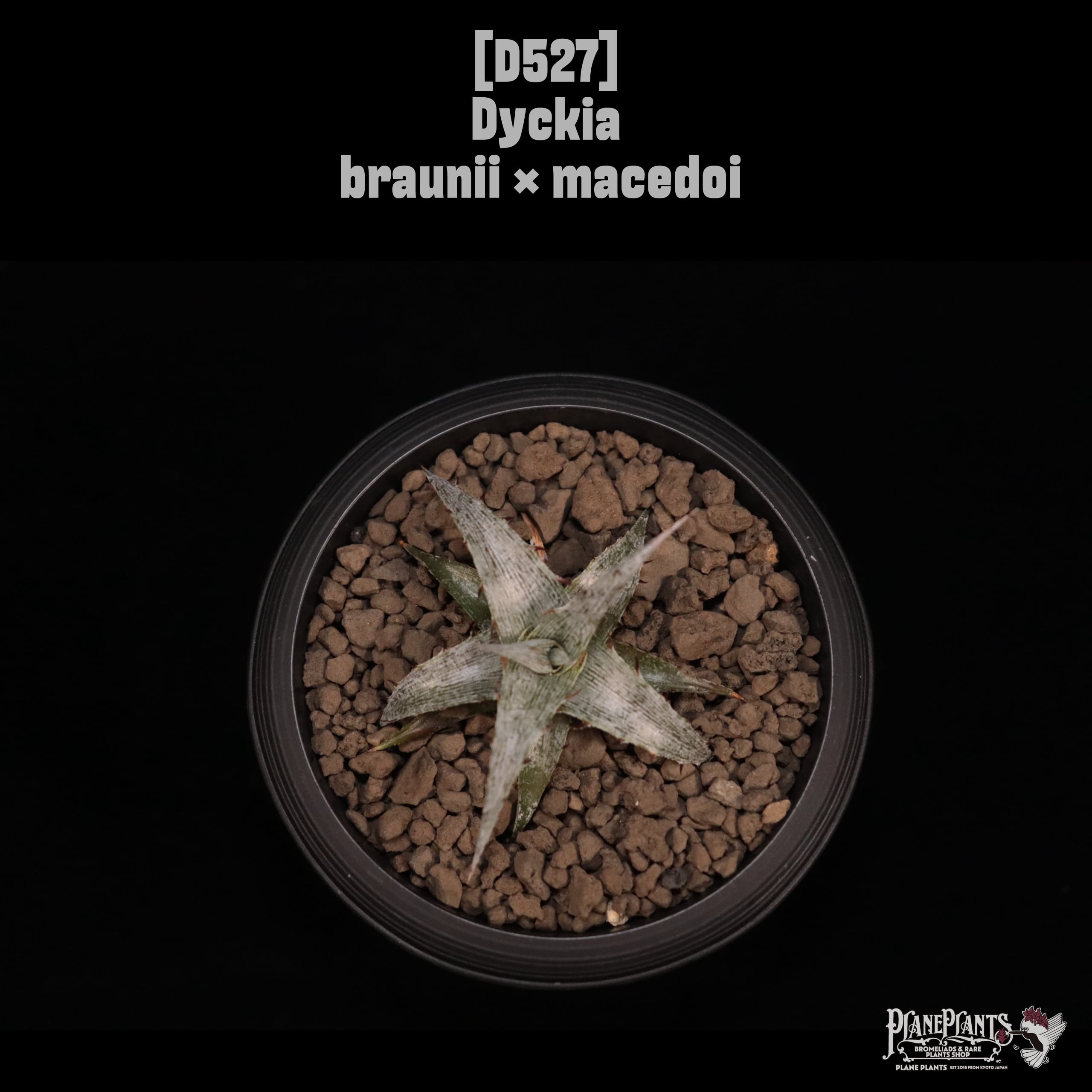 Dyckia | plane plants