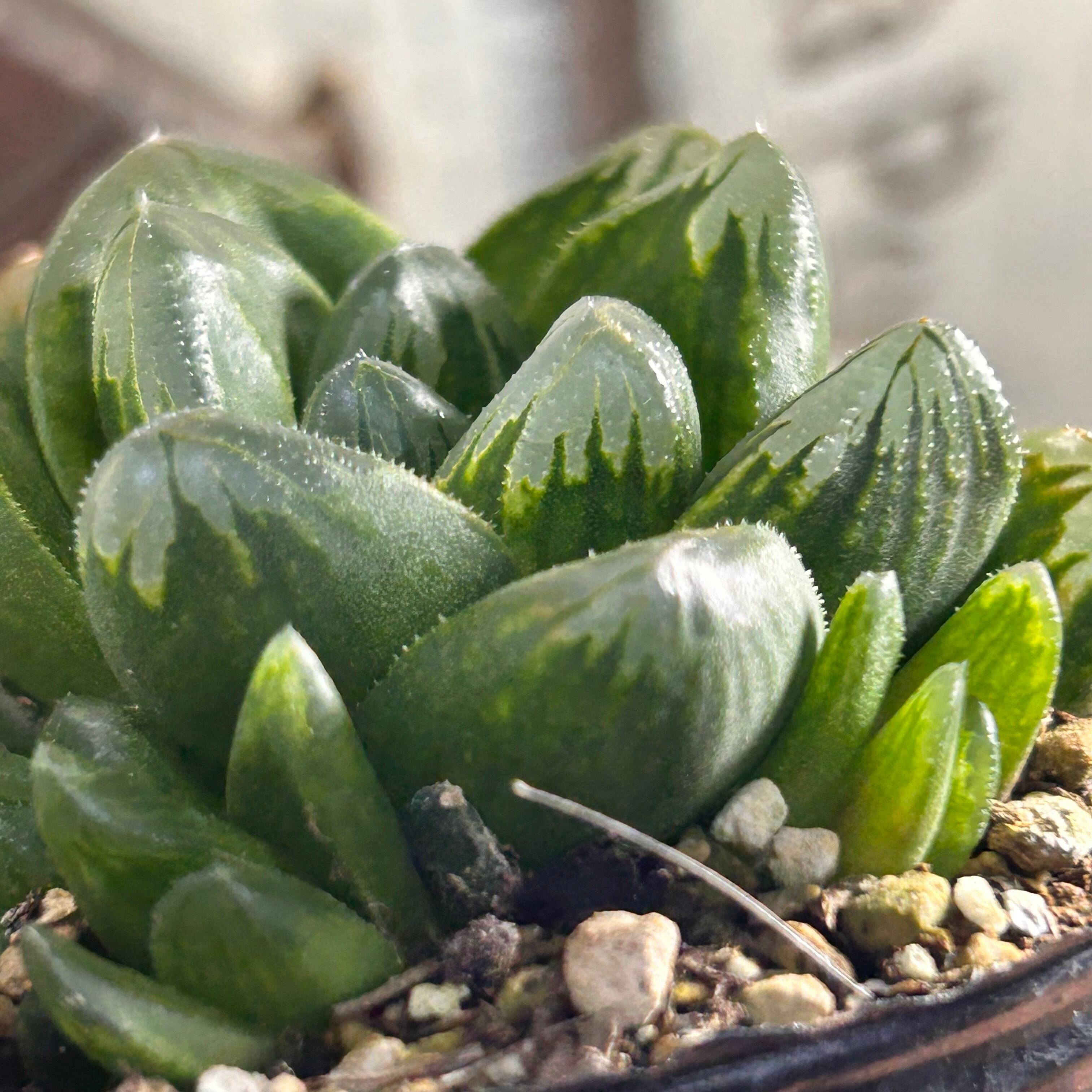 T)緑亀 ハオルチア | RuPo 多肉植物専門店