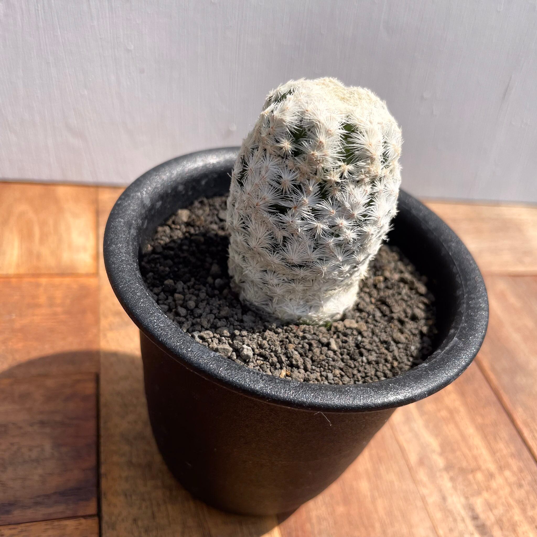 Mammillaria herrerae【マミラリア・大文字白鳥】 | RIMO'S GREEN