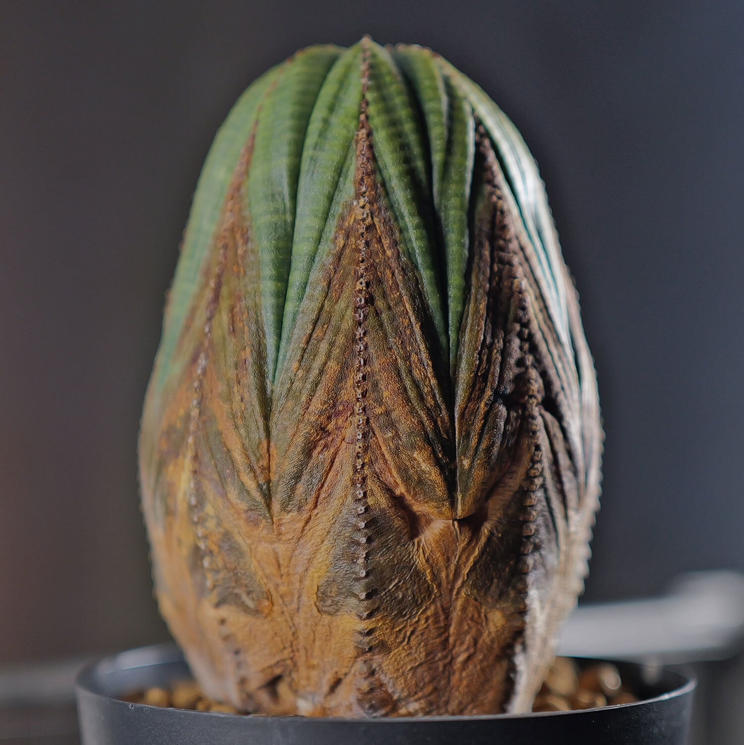 美模様 オベサ | LIGHTHOUSE.PLANTS - 海外実生株のオベサなど輸入植物