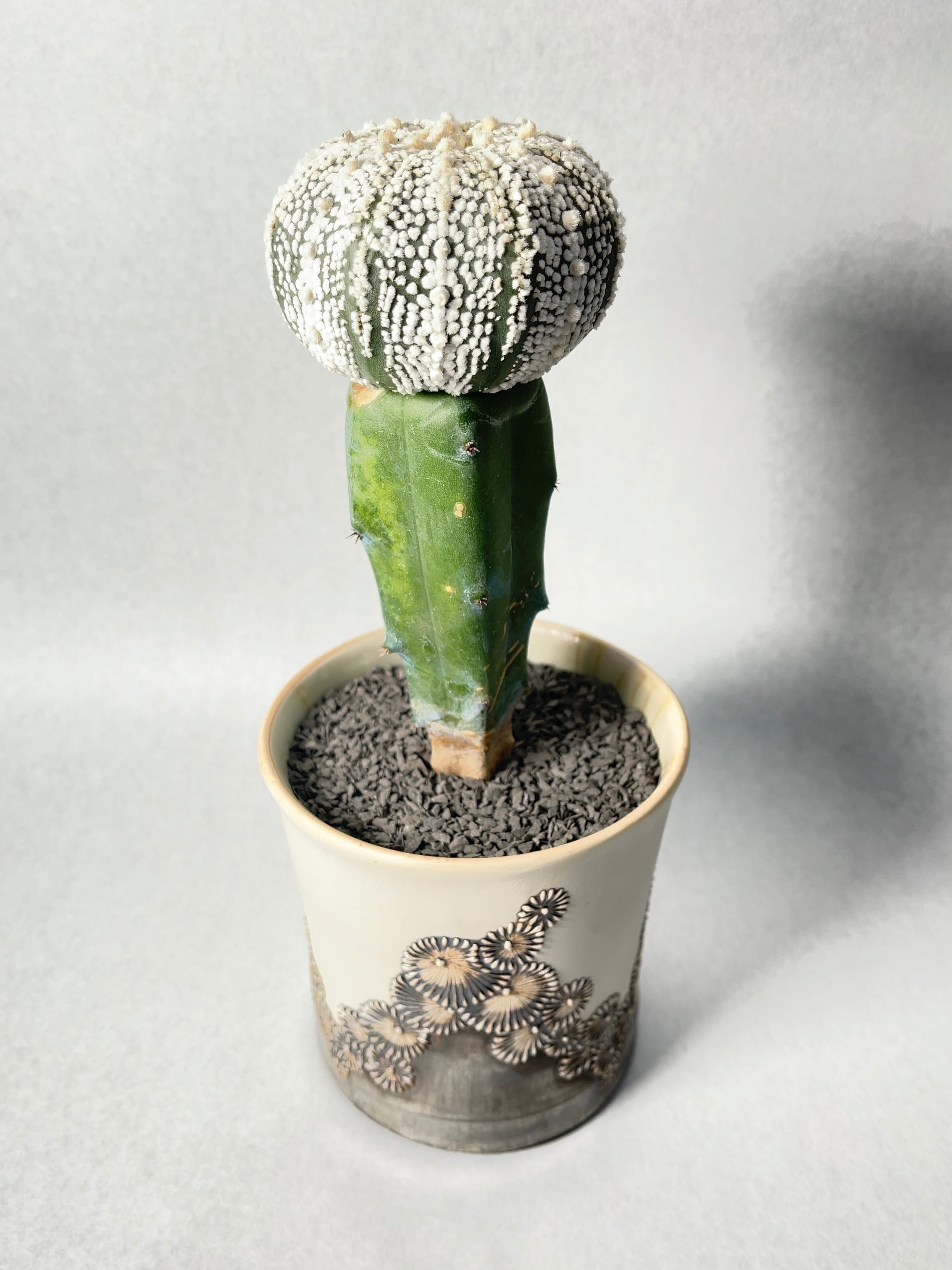 13年目の実生ミラクル兜 超大株 直径約11cm 現株・盆栽鉢ごと