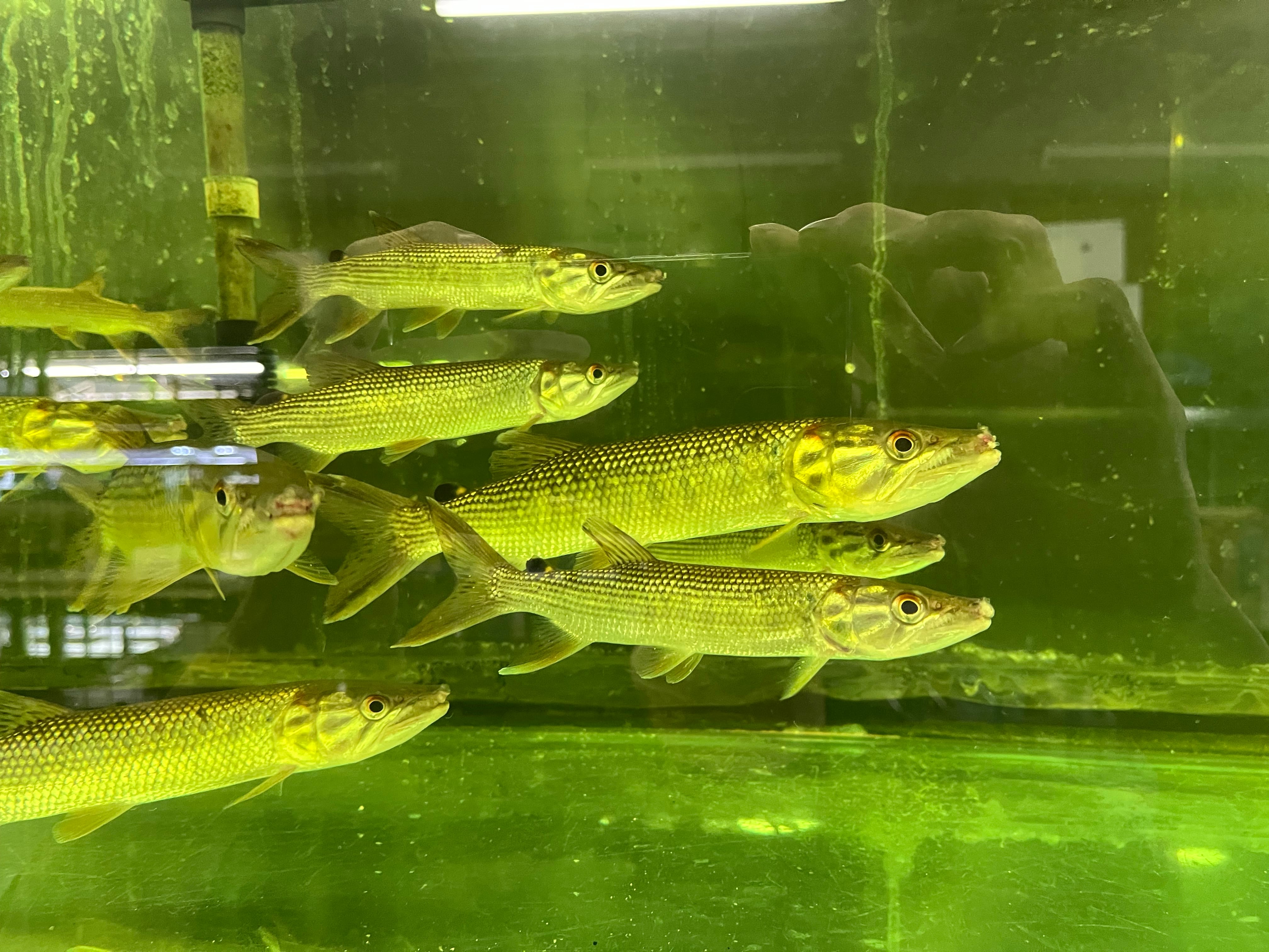 1匹】ギニア直輸入便WILDアフリカンパイクカラシン(SM)15-18cm 