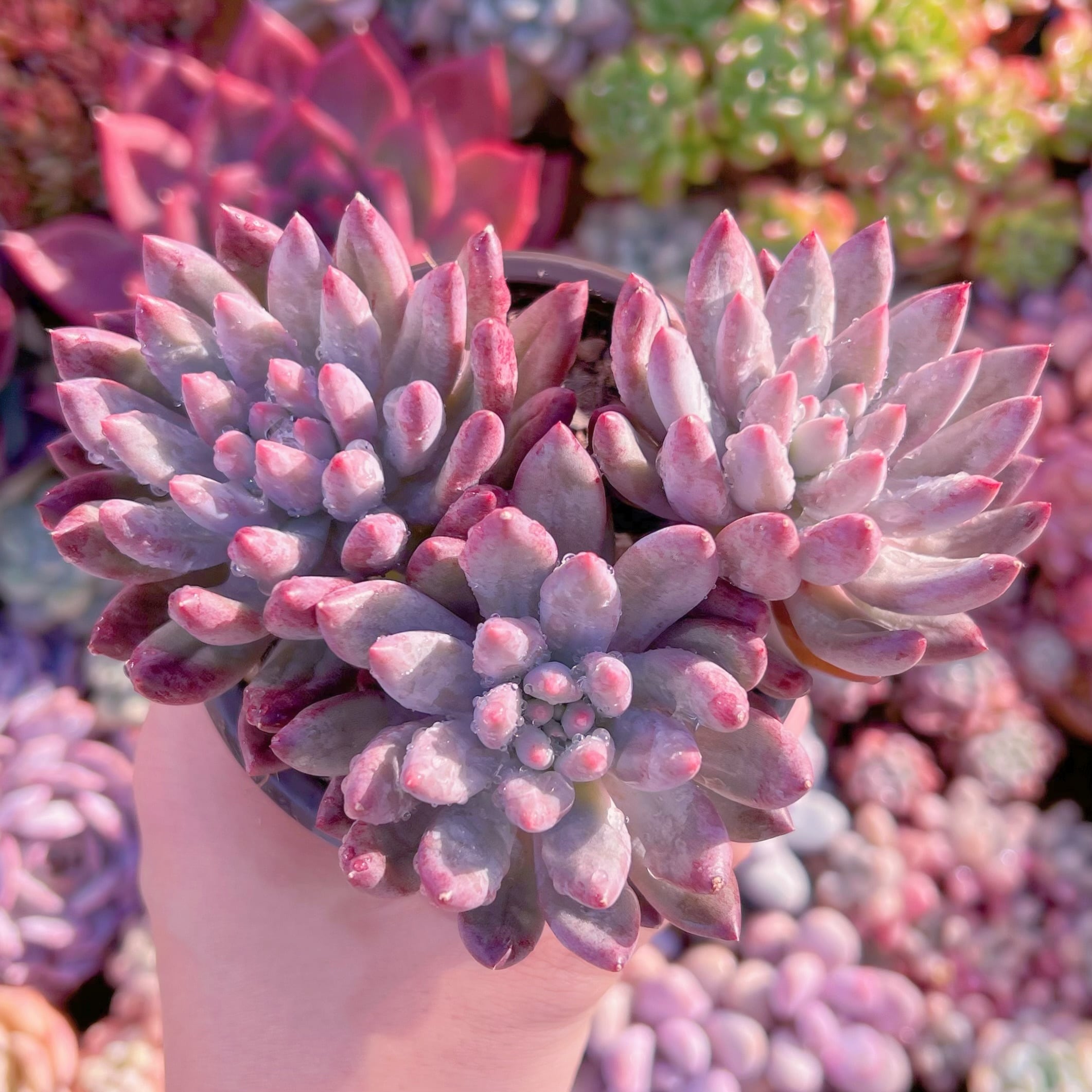 現品　新品種　虞美人流砂体#265　群生　新入荷　るる農園