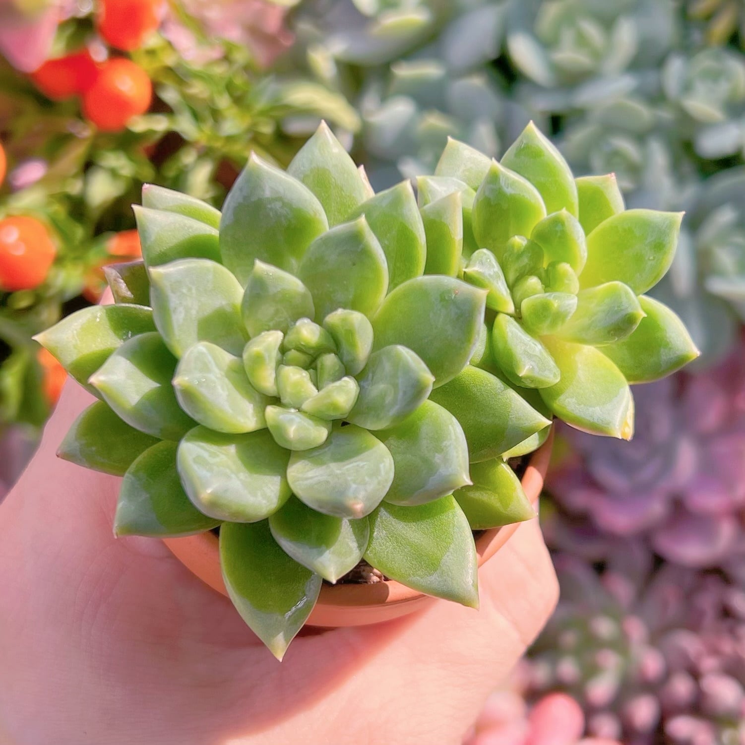 多肉植物　スターバレー　新入荷　るる農園