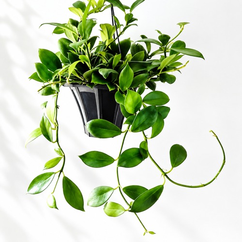 紅葉するHoya ホヤ オブスクラ 観葉植物 calm cafe