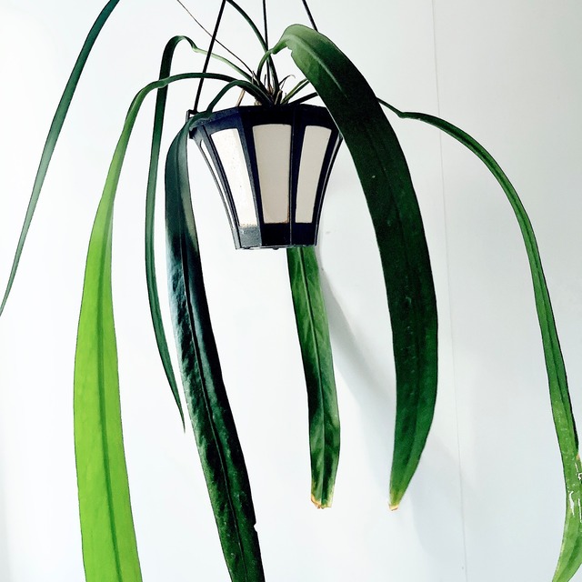 《希少》アンスリウム ビッタリフォリウム ハンギング 観葉植物 calm cafe