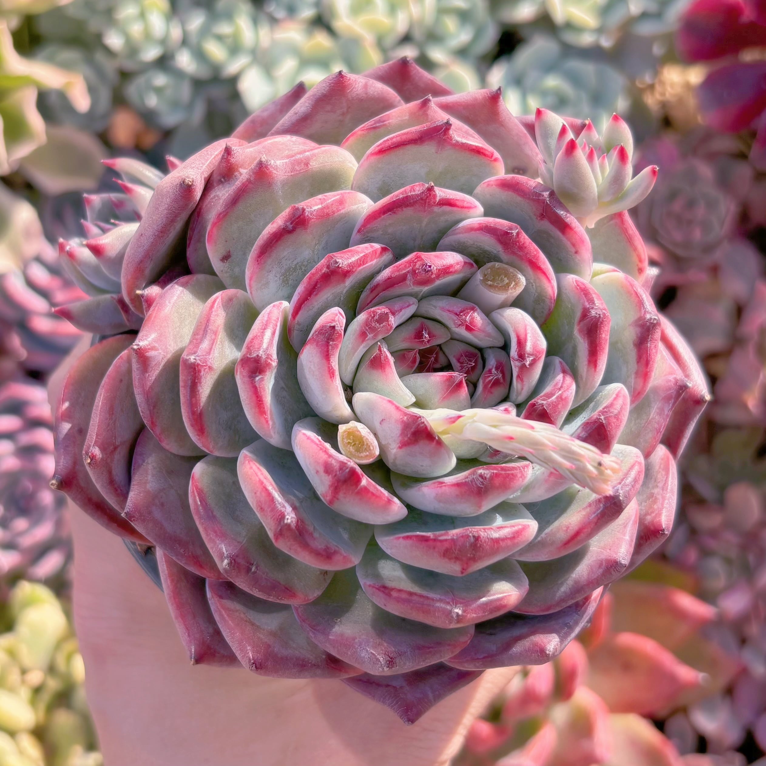 現品　ダイヤモンドコロラータ#722　大苗　るる農園