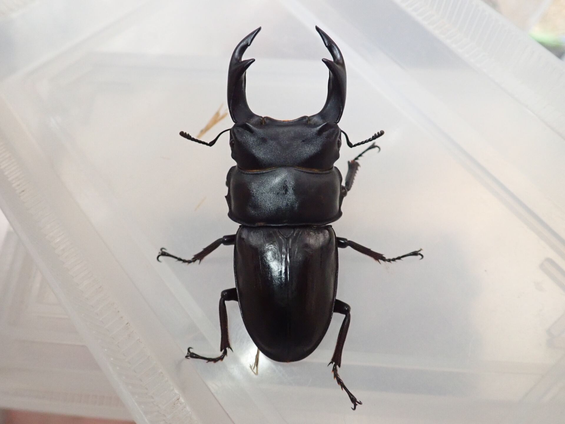 自己採集からの累代】オオクワガタ 福島県 〜産 成虫♂70mm♀46mmペア 