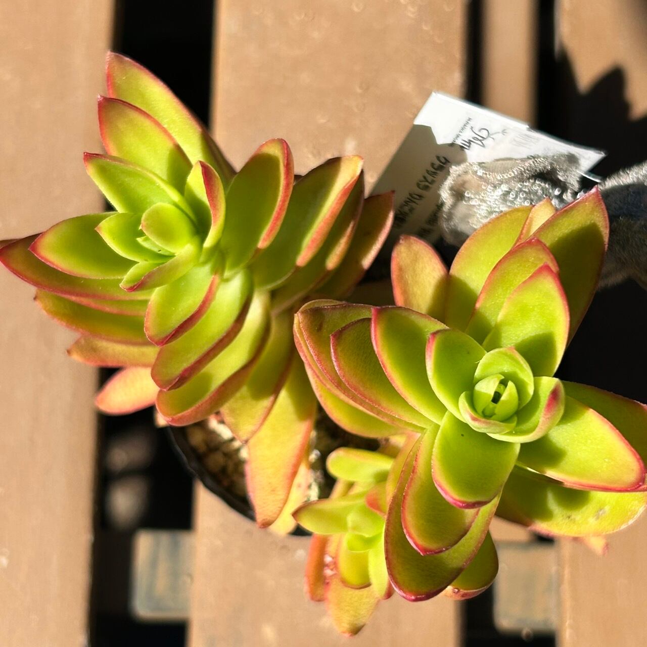 りんご火祭り(クラッスラ) | RuPo 多肉植物専門店