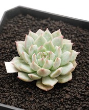 カット苗 ティッピー Echeveria 'Tippy'