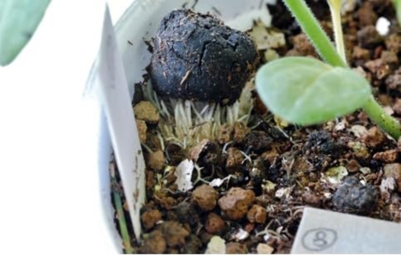 東商 超醗酵油かすおまかせ 中粒 700g