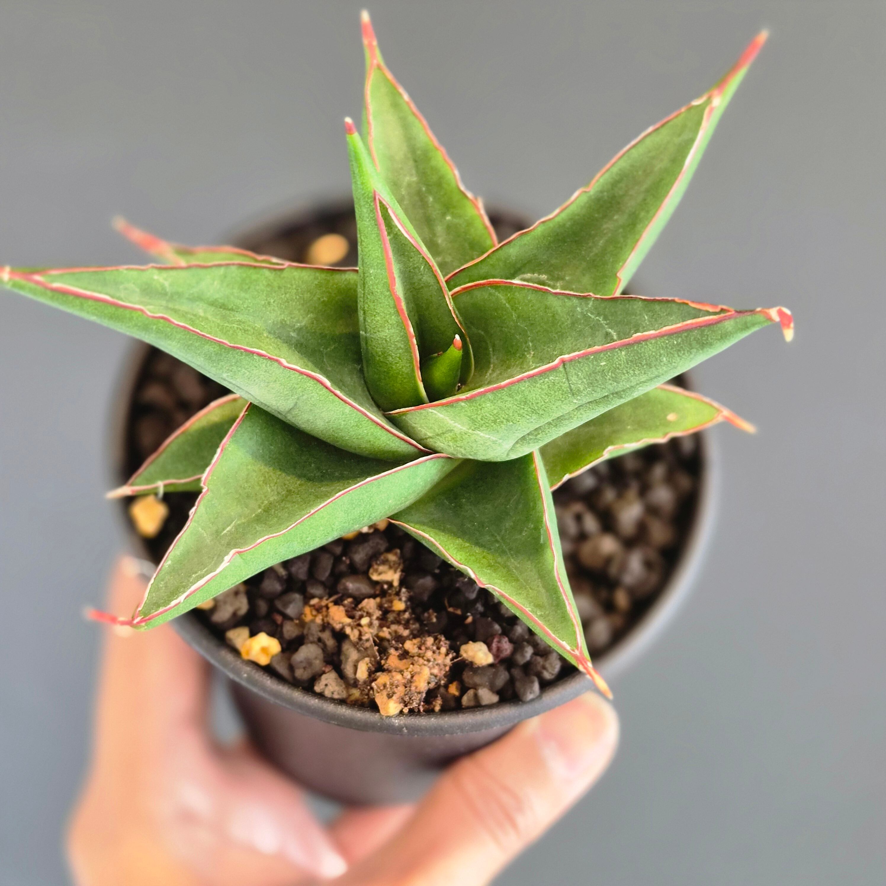 サンスベリア・マルシェラ（Sansevieria 'Marshela'） | Plants Baka