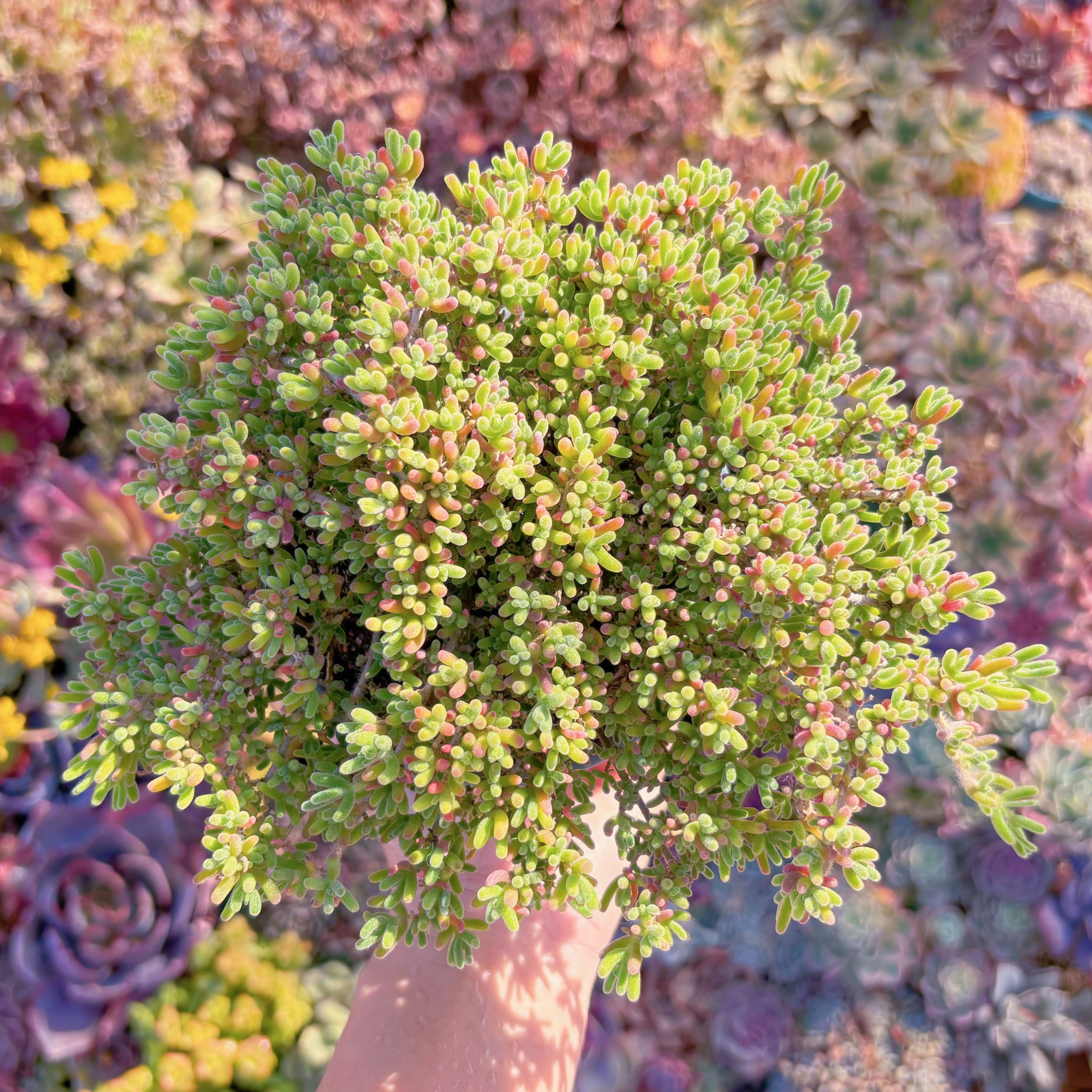 多肉植物　蛍光兎　大群生　新入荷　るる農園