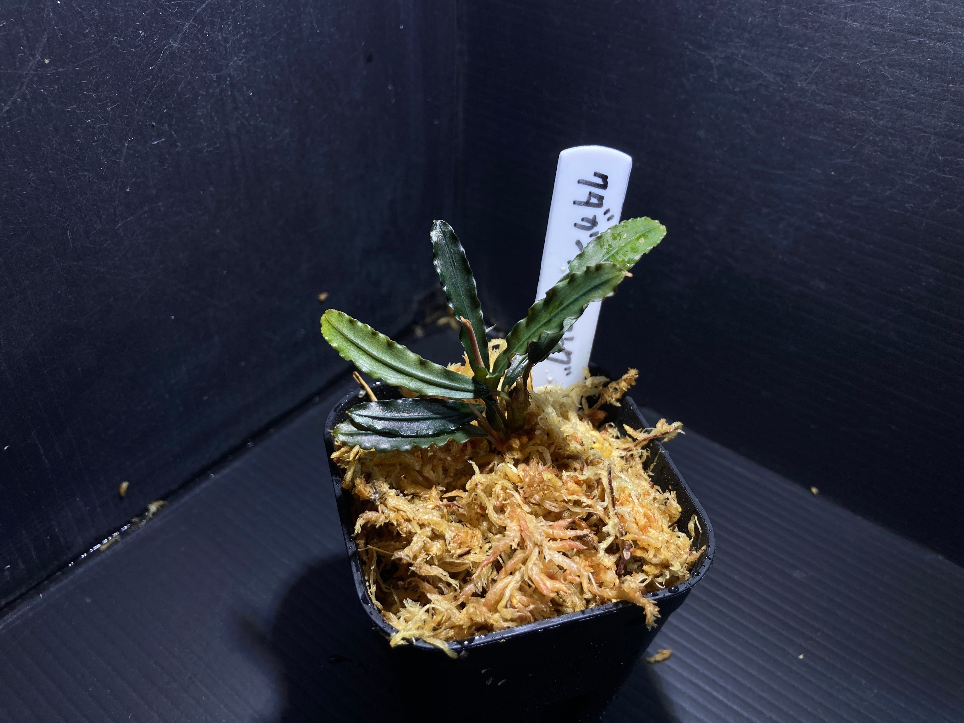 ブセファランドラ | AquaFocus