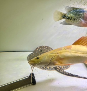 プラチナレッドテールキャット❷