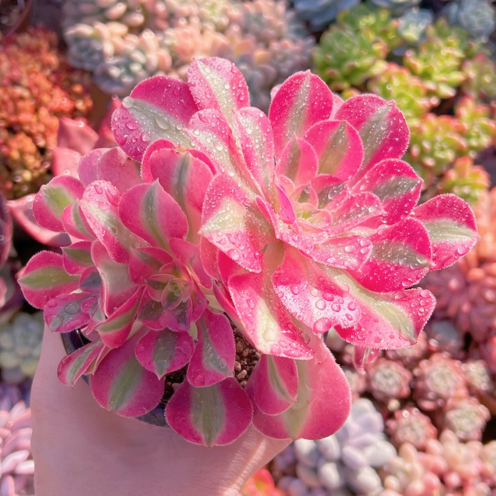 現品　アフラダイティ#3016   群生　新入荷