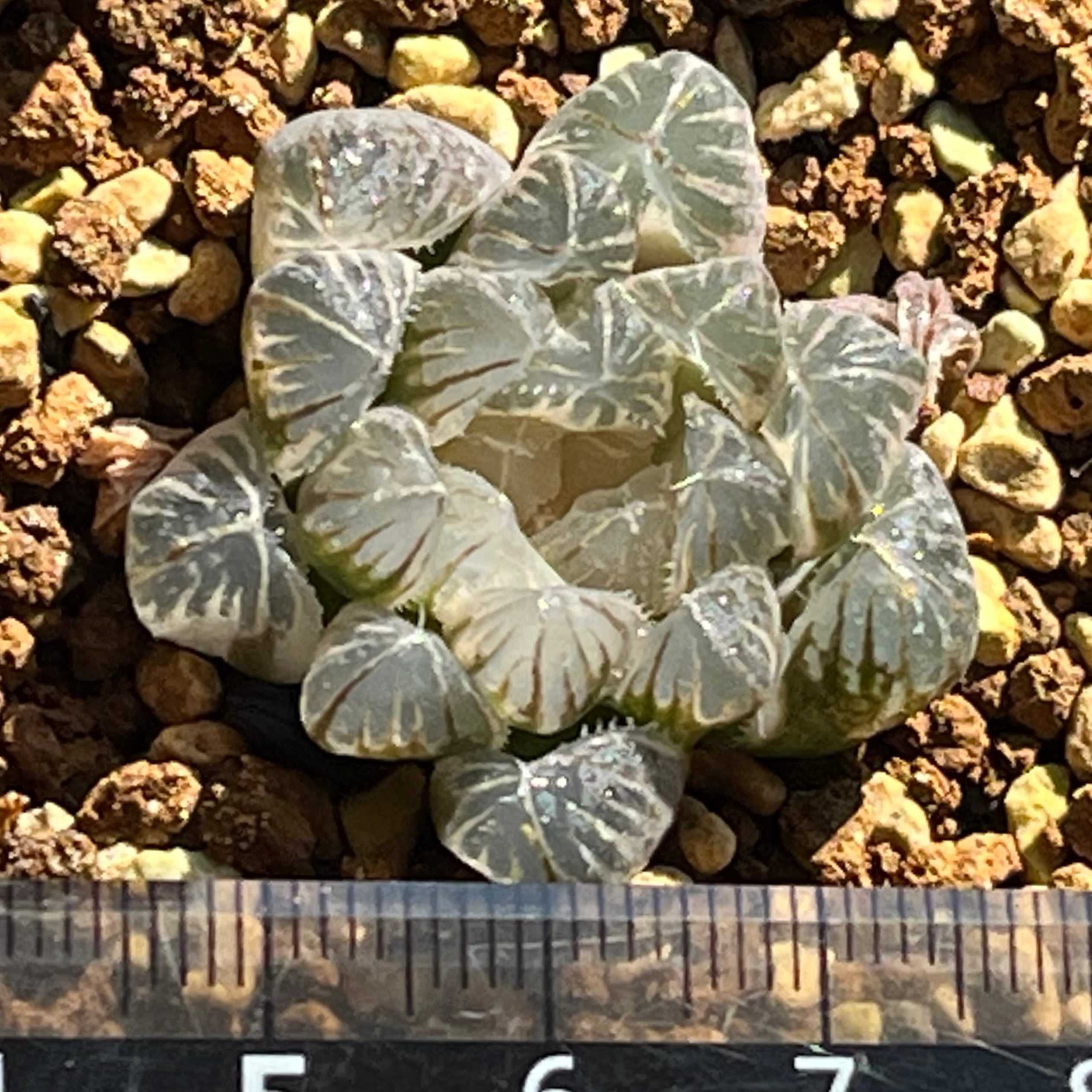 ハオルチア オブツーサ錦 竜珠 糊斑 | mocono_plants