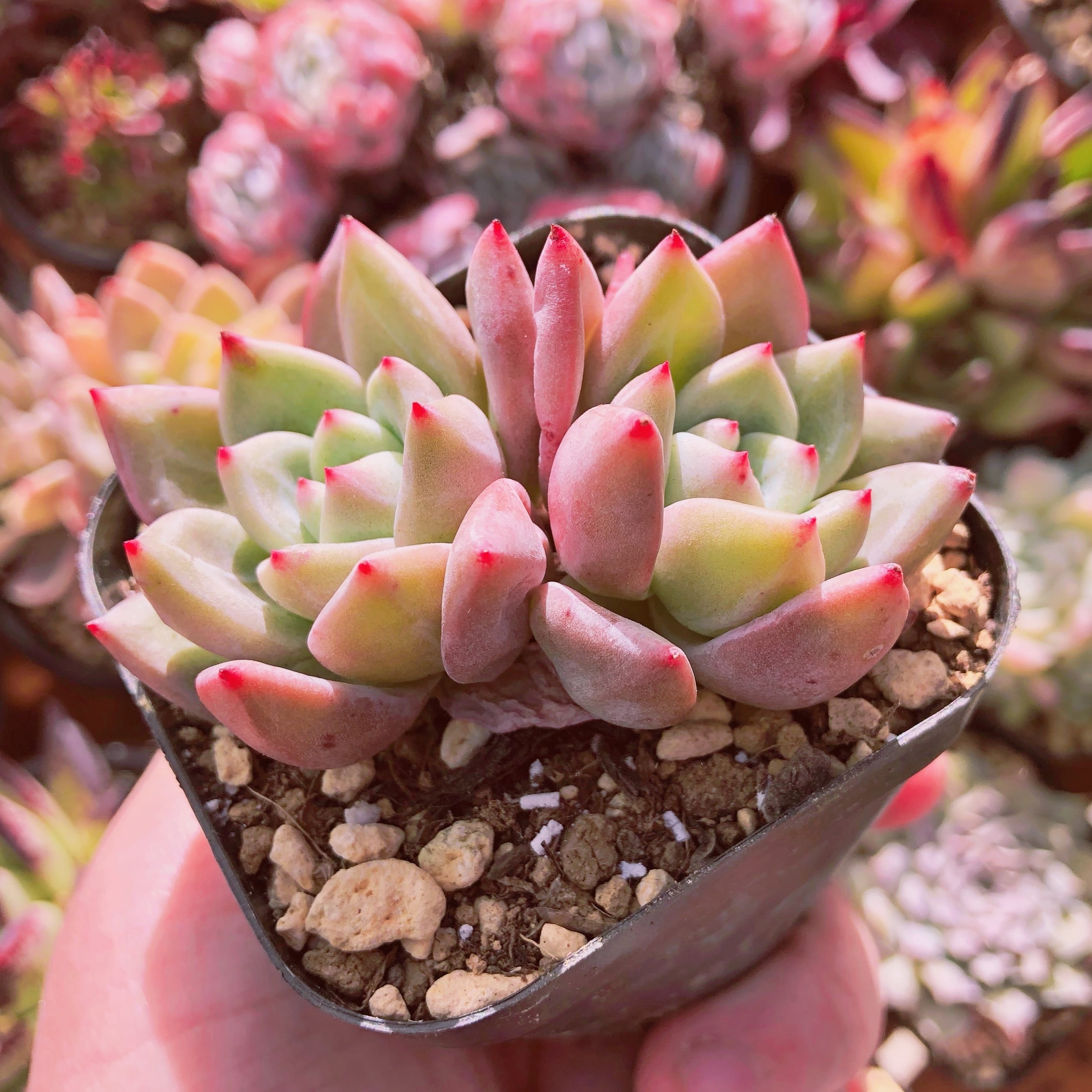 多肉植物エケベリア　ドイツシャンペン 21600_2.jpg