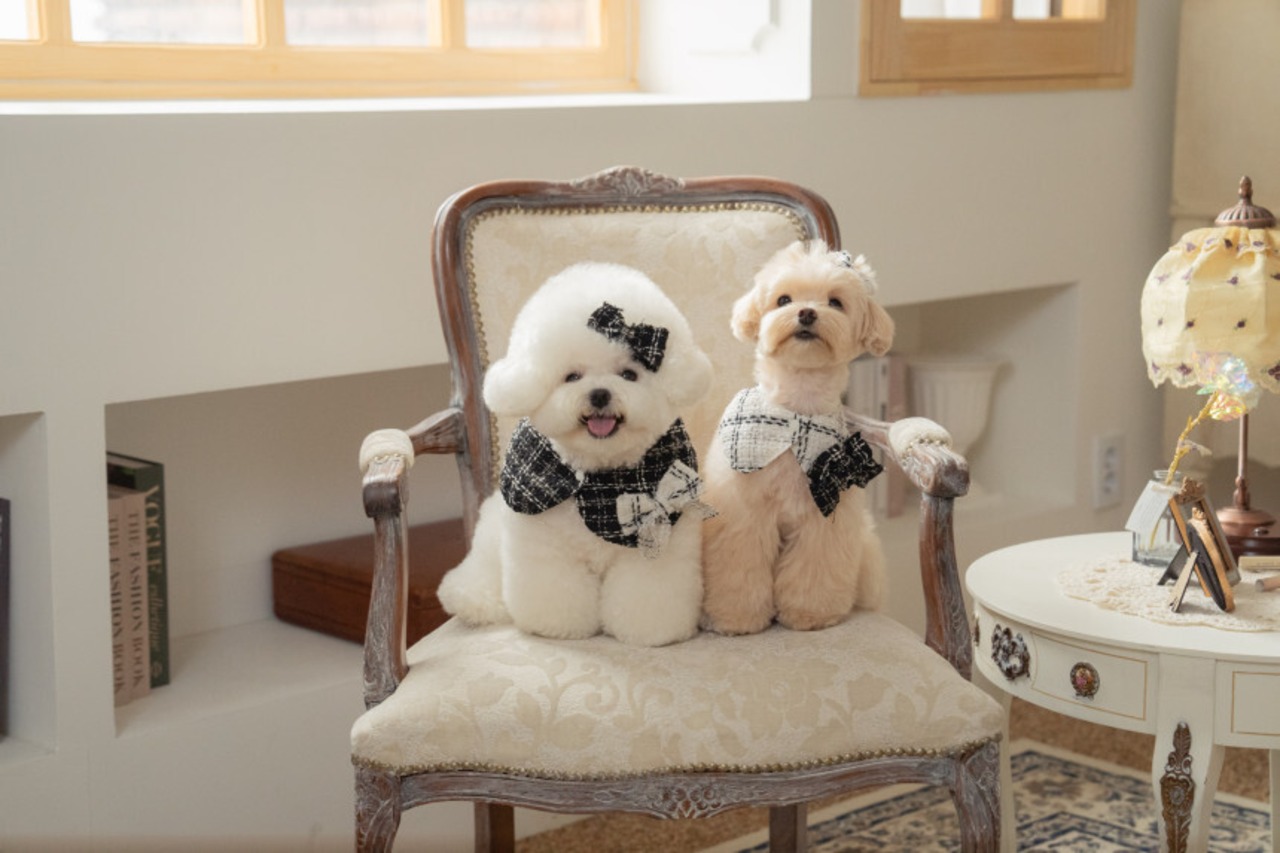 予約【pecoramou select】Tweed check cape（Black）