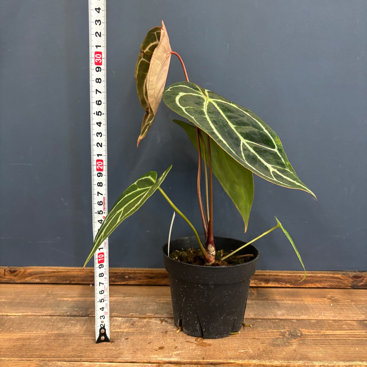 アンスリウム　クリスタリナム　ブラックフォーム【299】