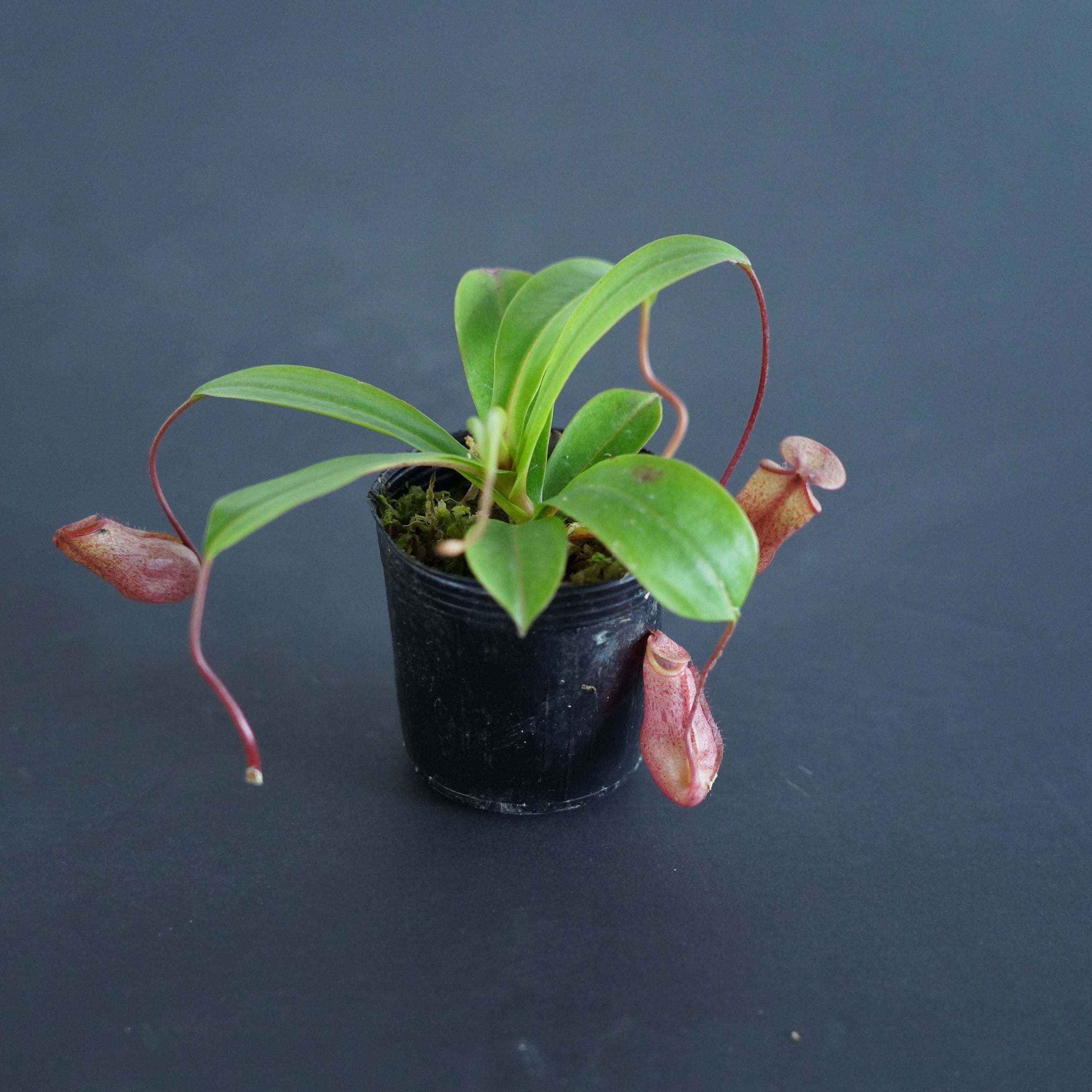 ネペンテス 'Binky'【食虫植物】 苔テラリウム作製用素材