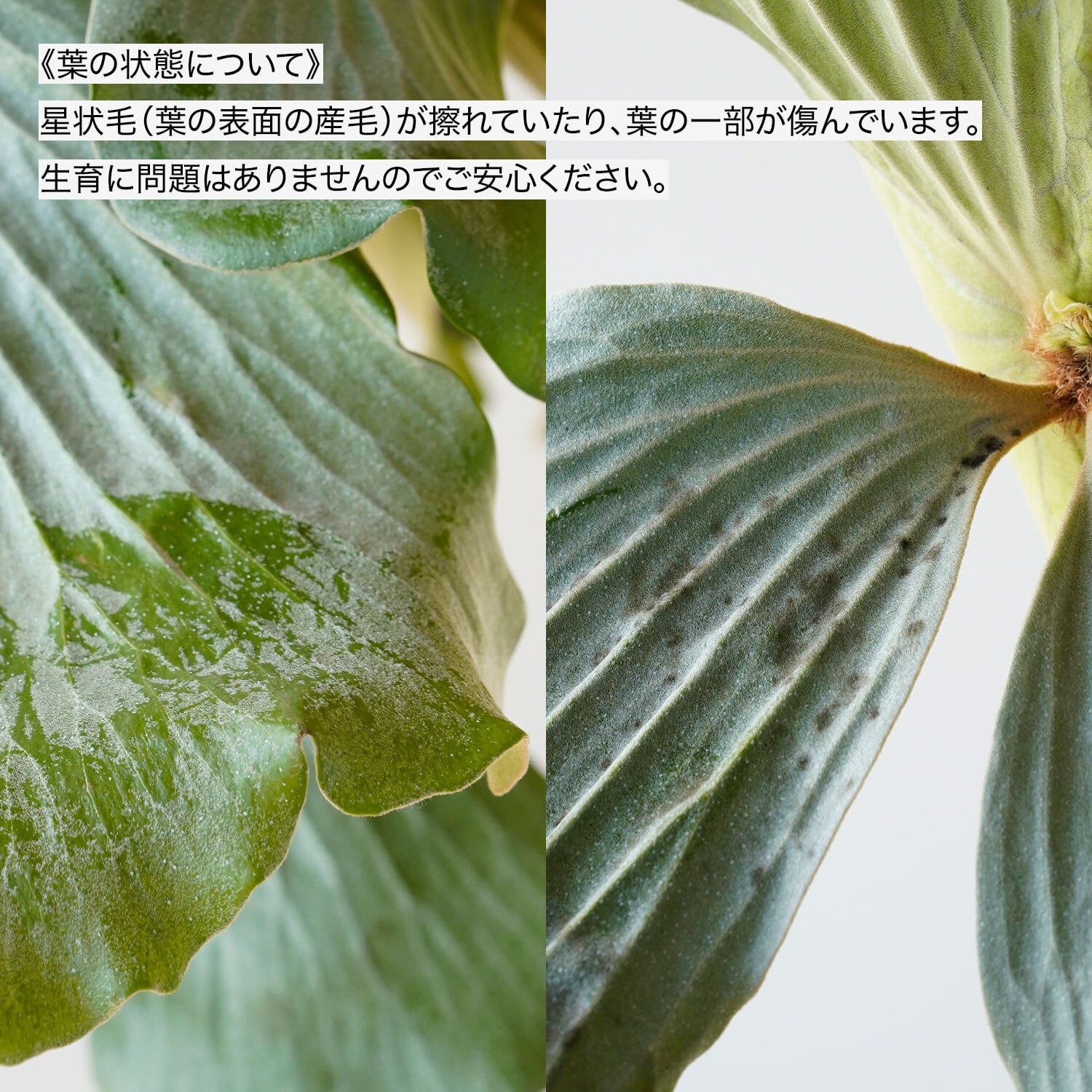 ビカクシダ エレファントティス 両面ヘゴ板着生 | AYANAS（アヤナス