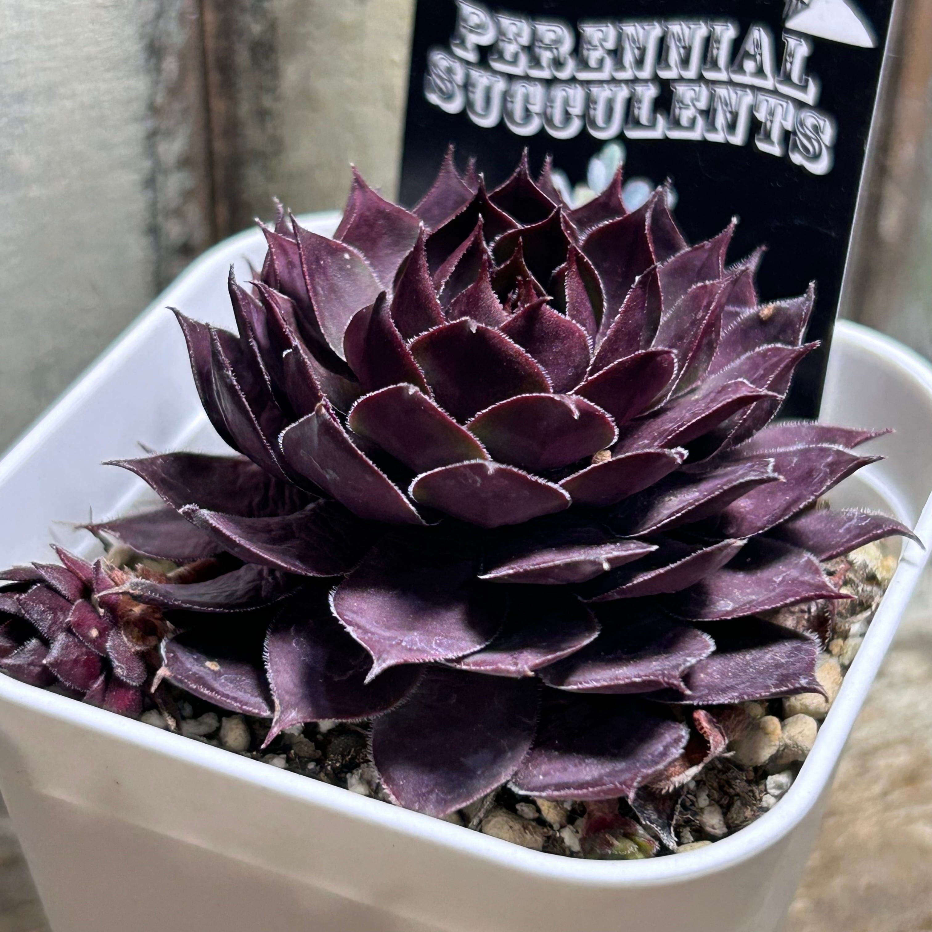 ブラッシングガーネット センペル | RuPo 多肉植物専門店